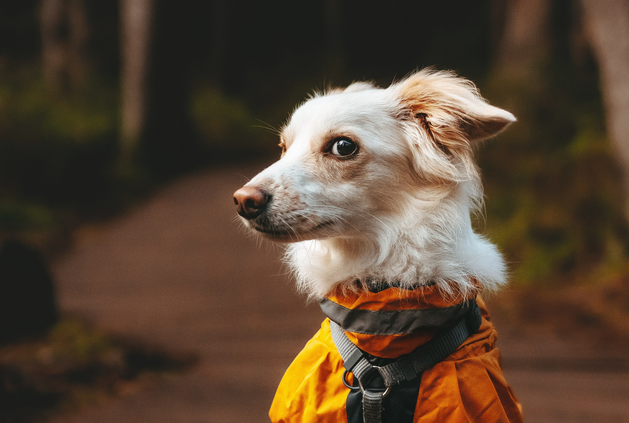 Бруно, Алена и Антон. Фотограф анималист в Спб недорого Олеся Майорова