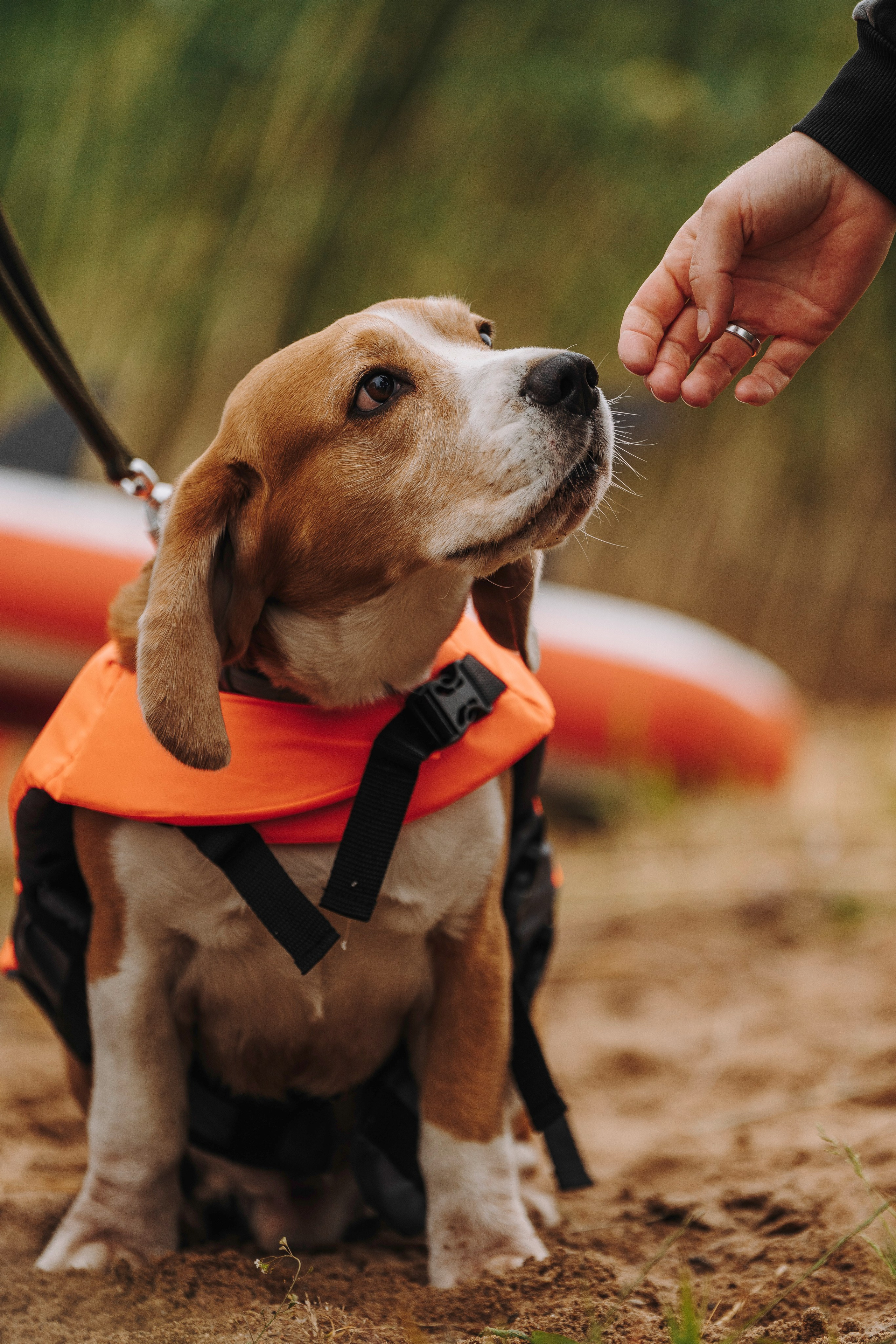 Катание на сапах с собаками. Фотограф анималист в Спб недорого Олеся Майорова