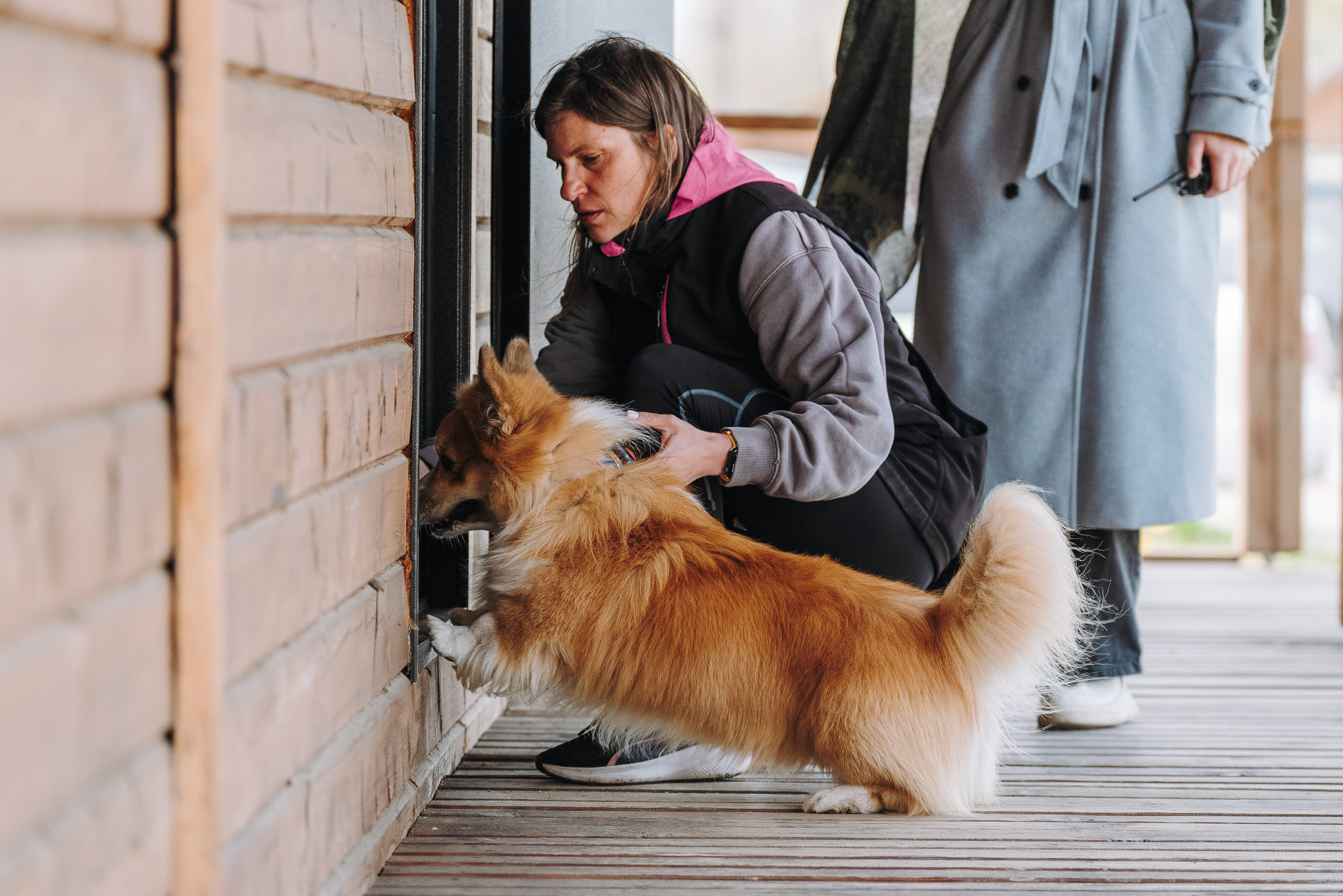 Соревнования по ноузворку в Лосево. Фотограф анималист в Спб недорого Олеся Майорова