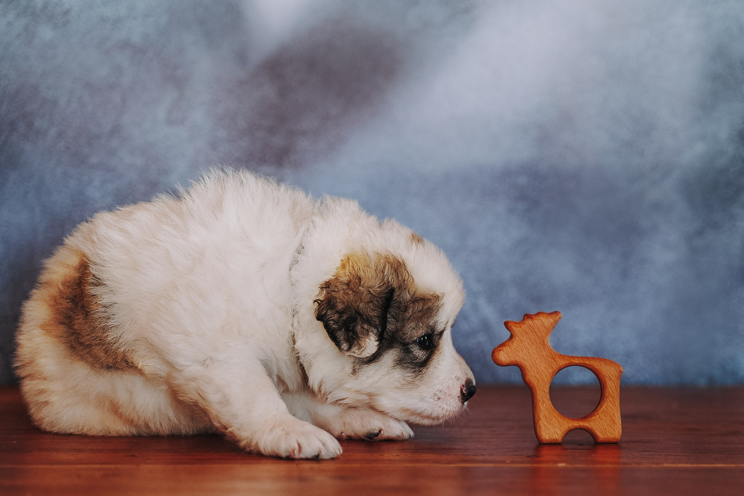 Пиренейские горные. Фотограф анималист в Спб недорого Олеся Майорова