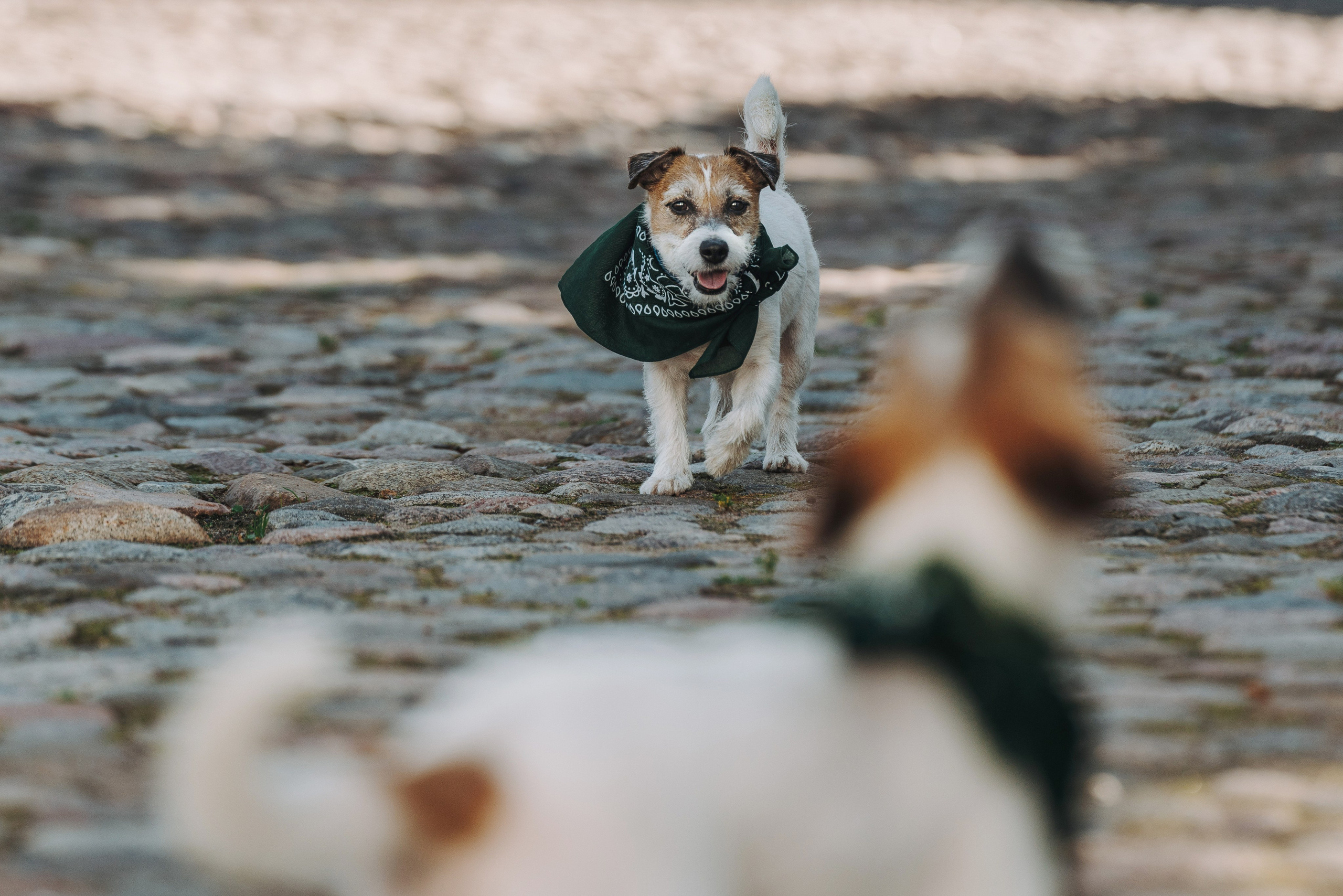 Ларс, Лукас и Ольга. Фотограф анималист в Спб недорого Олеся Майорова