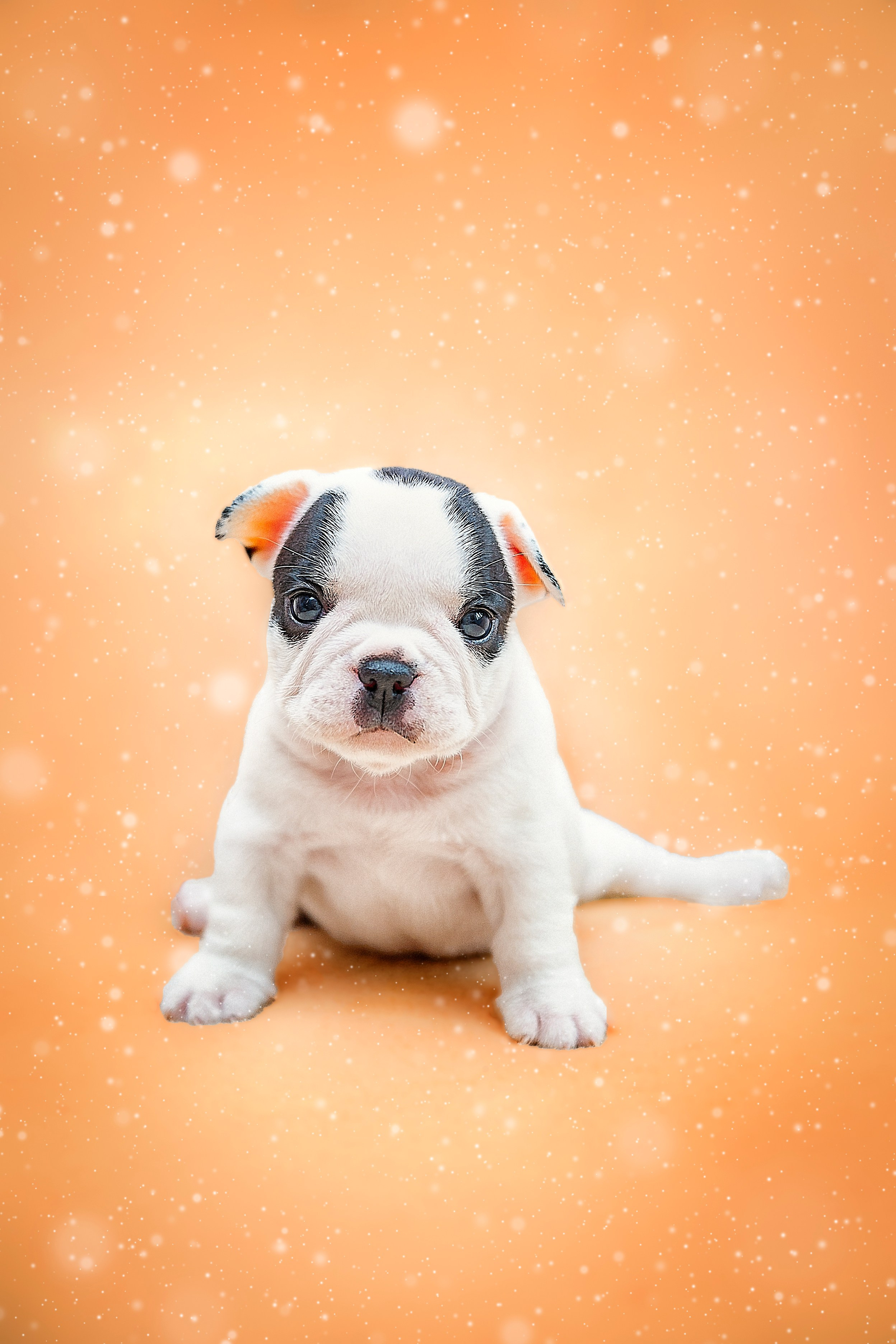 Фотосессия животных в Ижевских, фотограф животных. Детский, семейный фотограф в Ижевске и Москве Аксинья Лысенкова ADEN