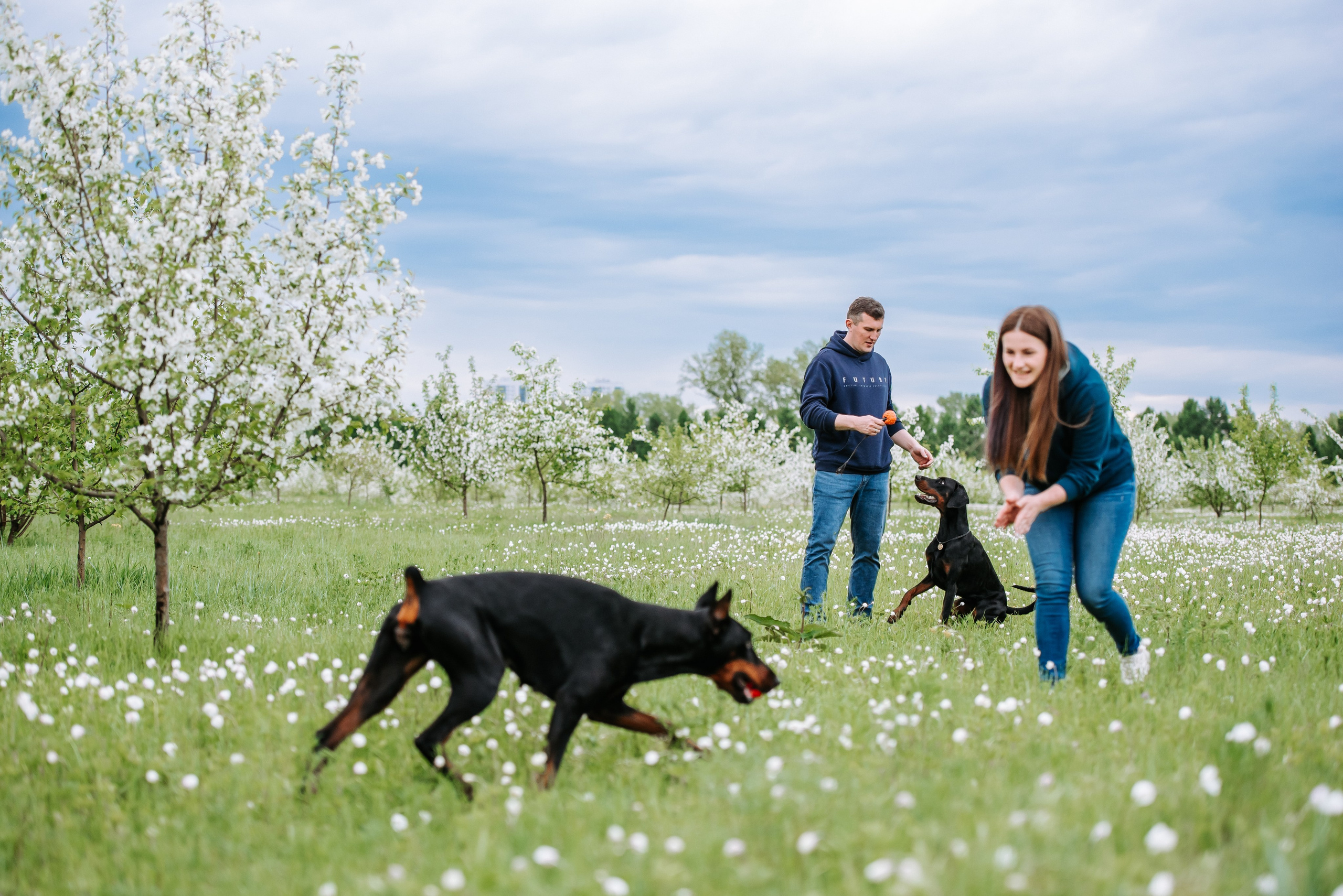 Цветение с доберманами. Фотограф Диана Оленина Красноярск / Братск
