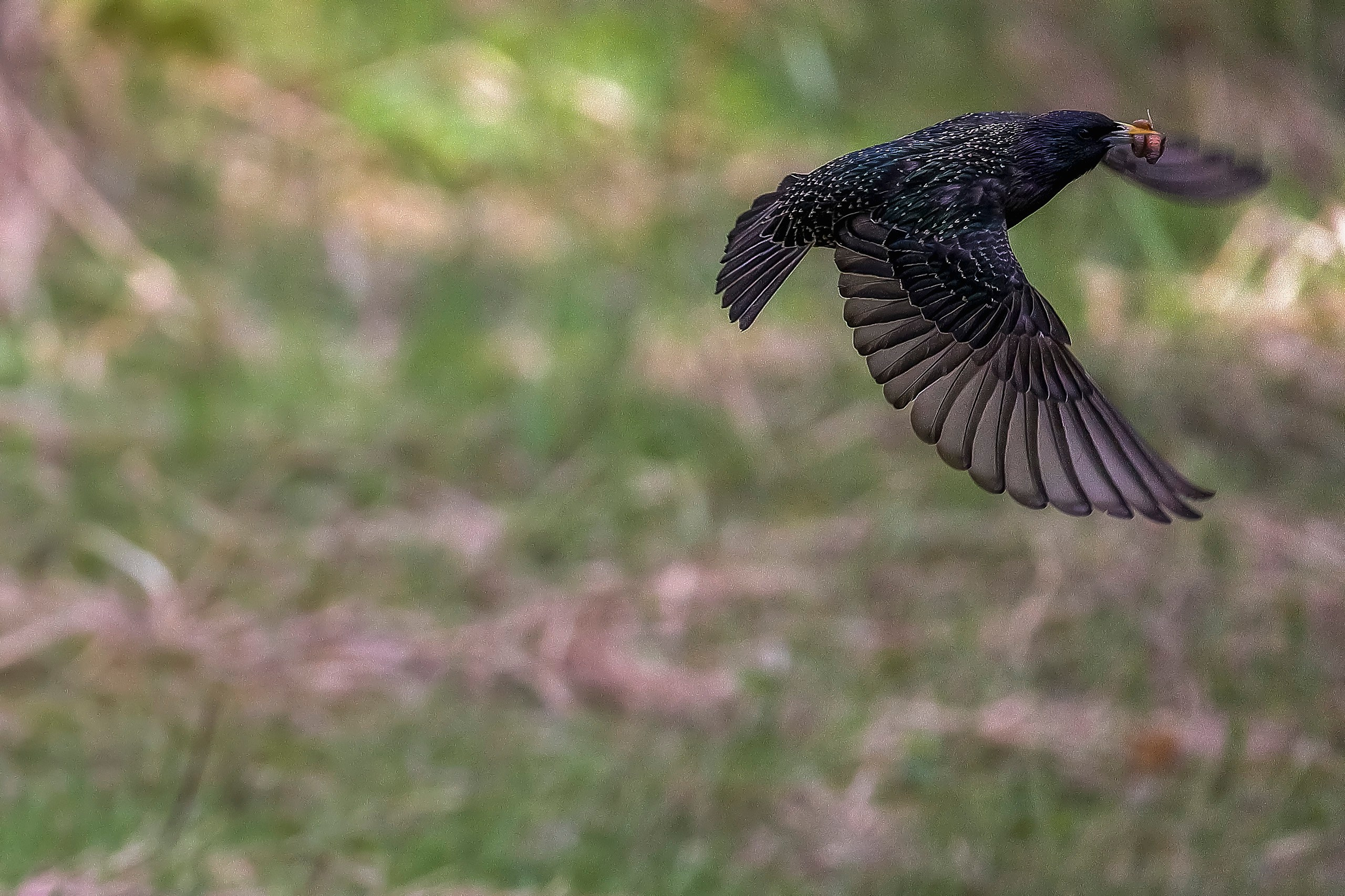Обыкновенный скворец