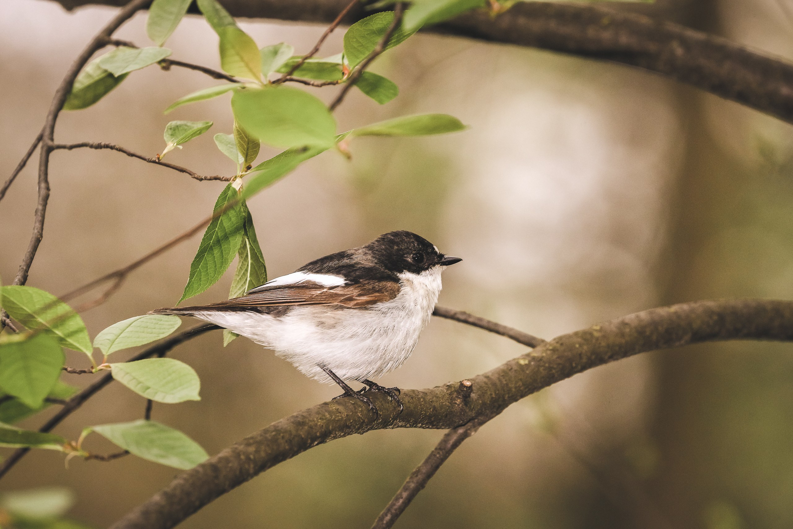Мухоловка пеструшка певчая на ветке весной