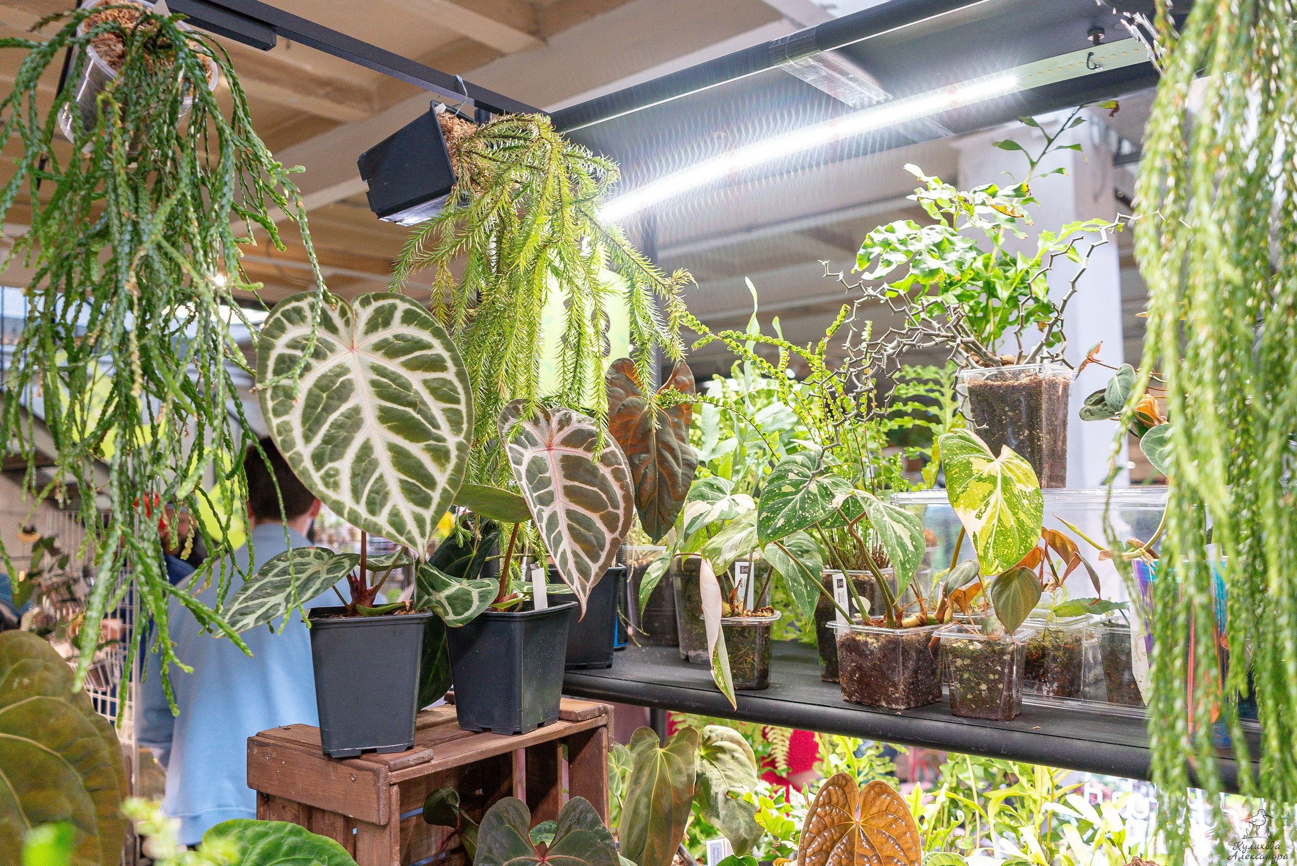 Гроубокс Артплей апрель. Александра Куликова фотограф, Москва