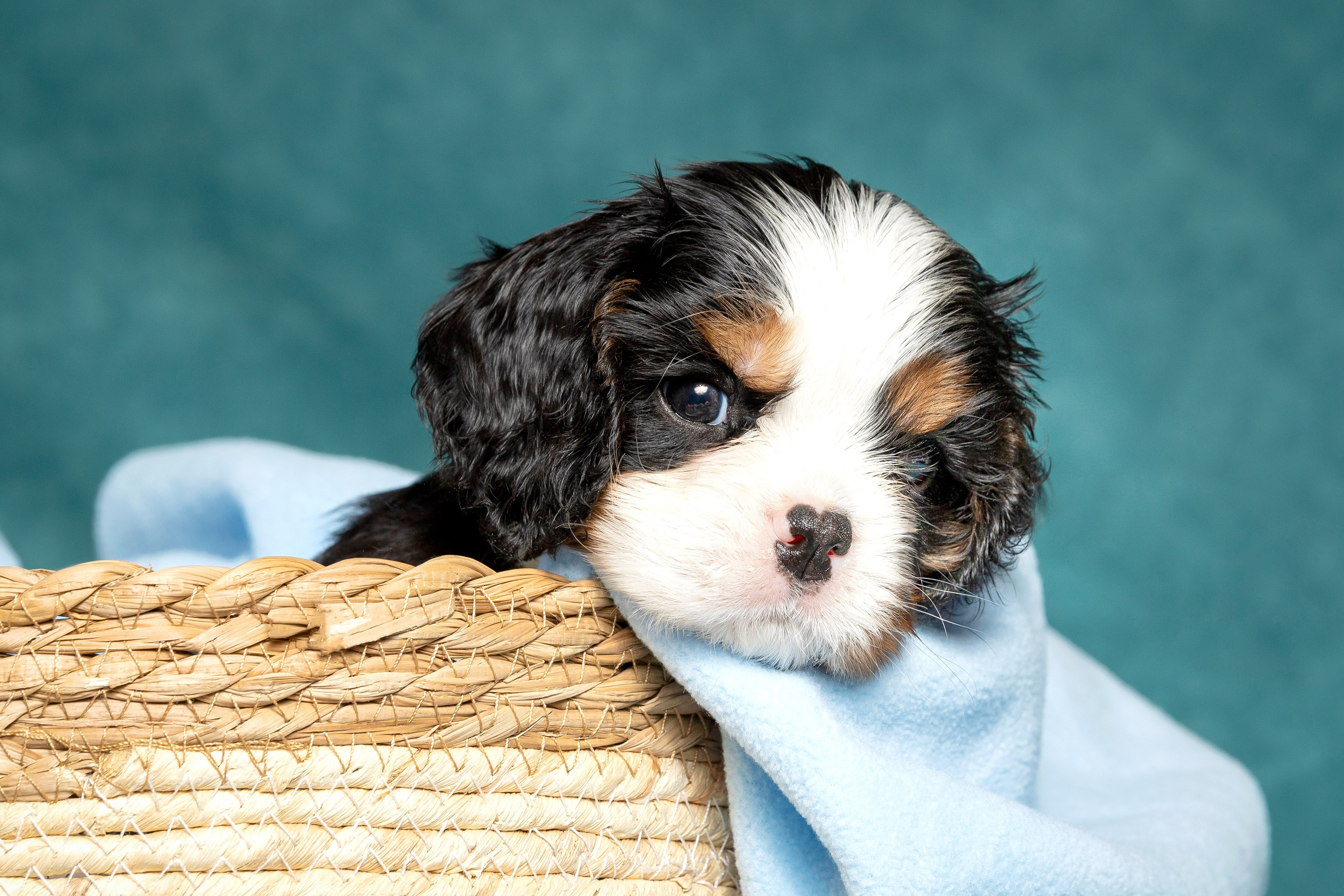 Кавалер Кинг Чарльз спаниель. Юлия Микульская. Рыбинск