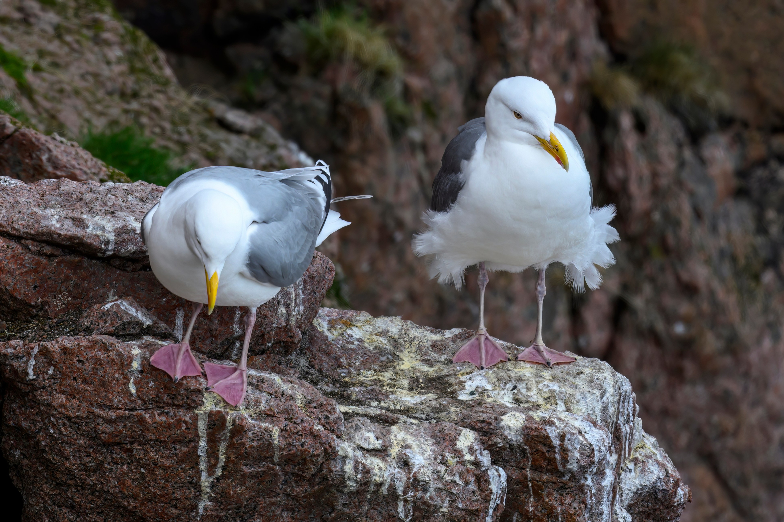 Серебристая чайка. Фотограф Сергей Пупонин