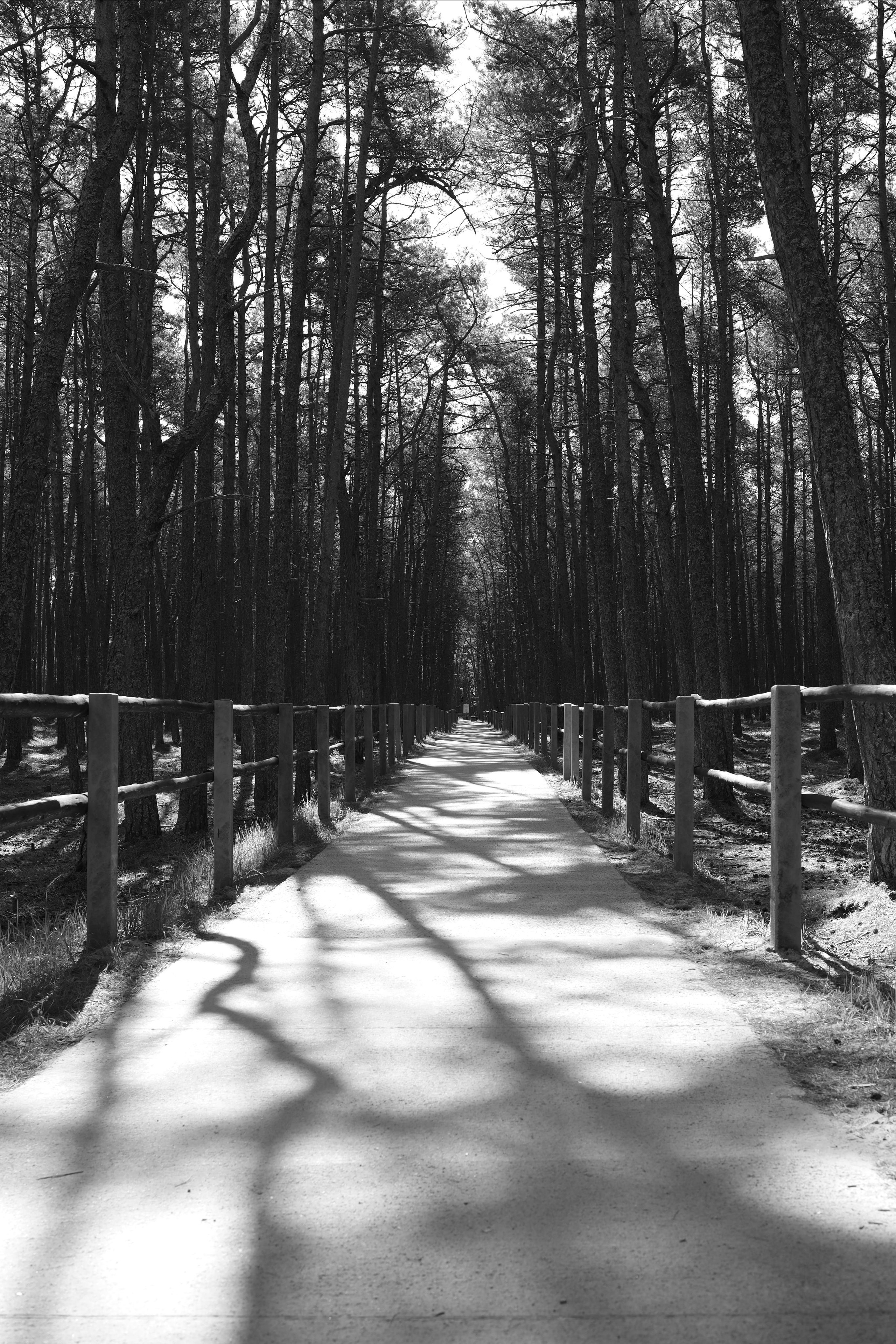Black and white. Профессиональные фотосессии в Москве| Евгения Черенкова