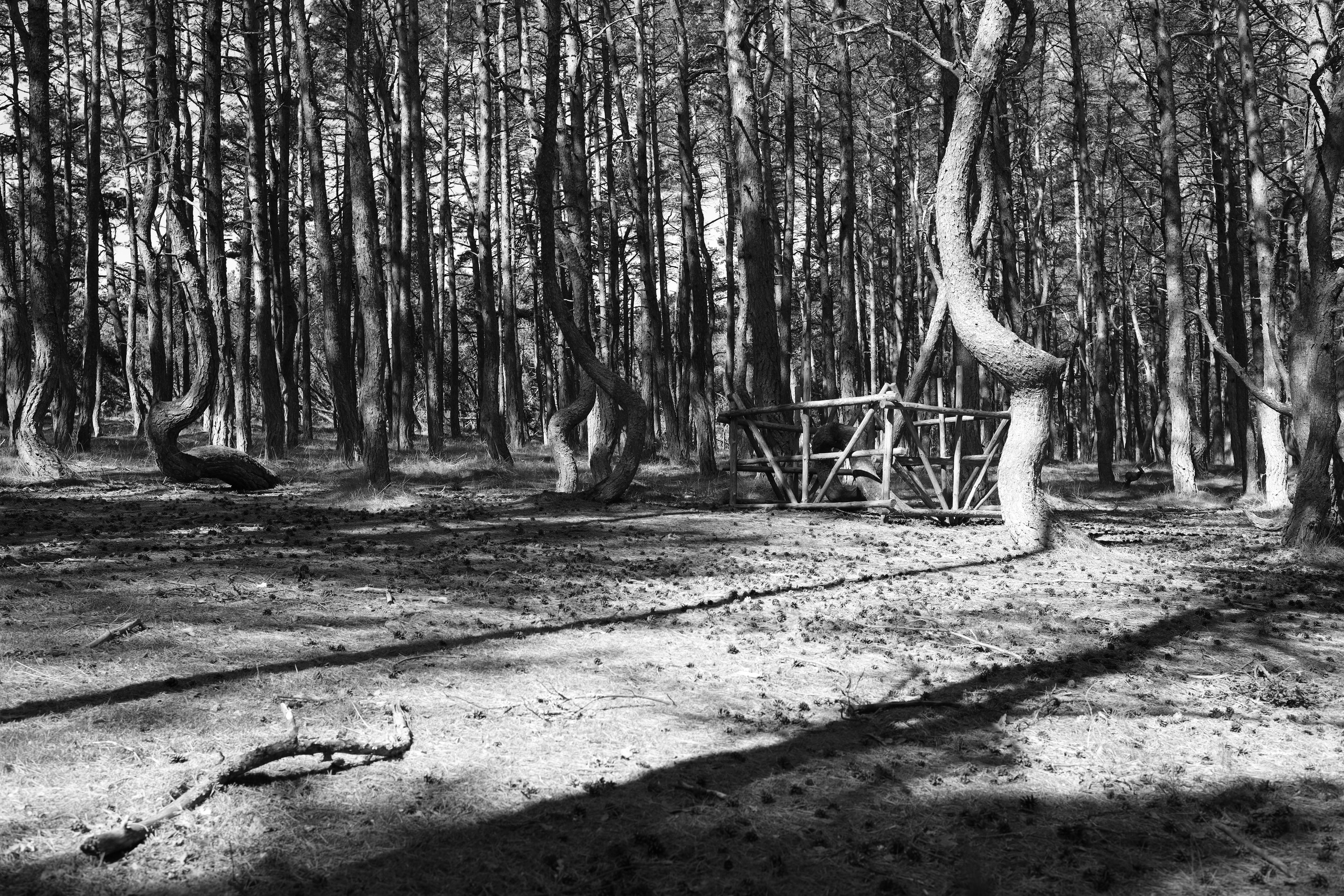 Black and white. Профессиональные фотосессии в Москве| Евгения Черенкова