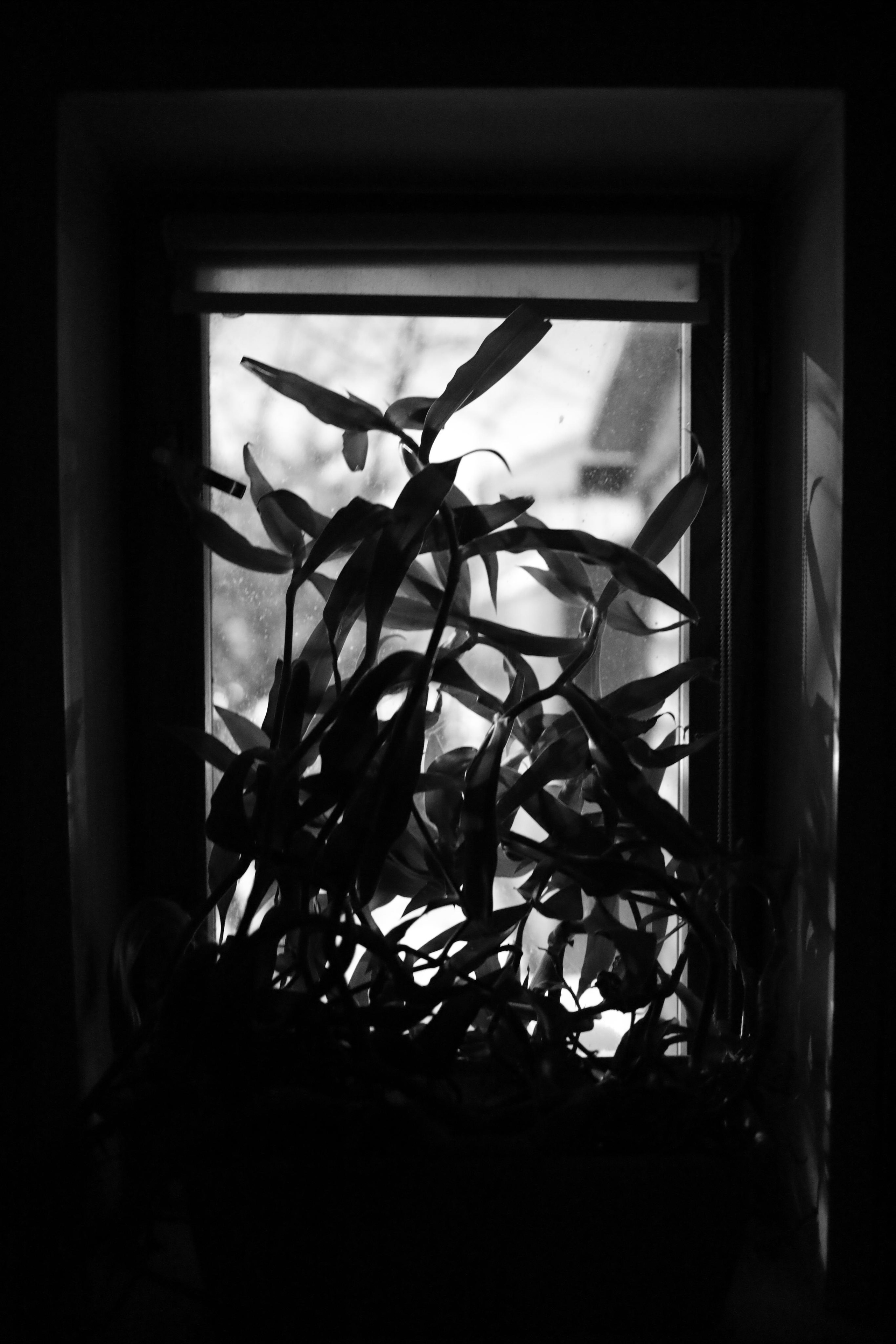 Black and white. Профессиональные фотосессии в Москве| Евгения Черенкова