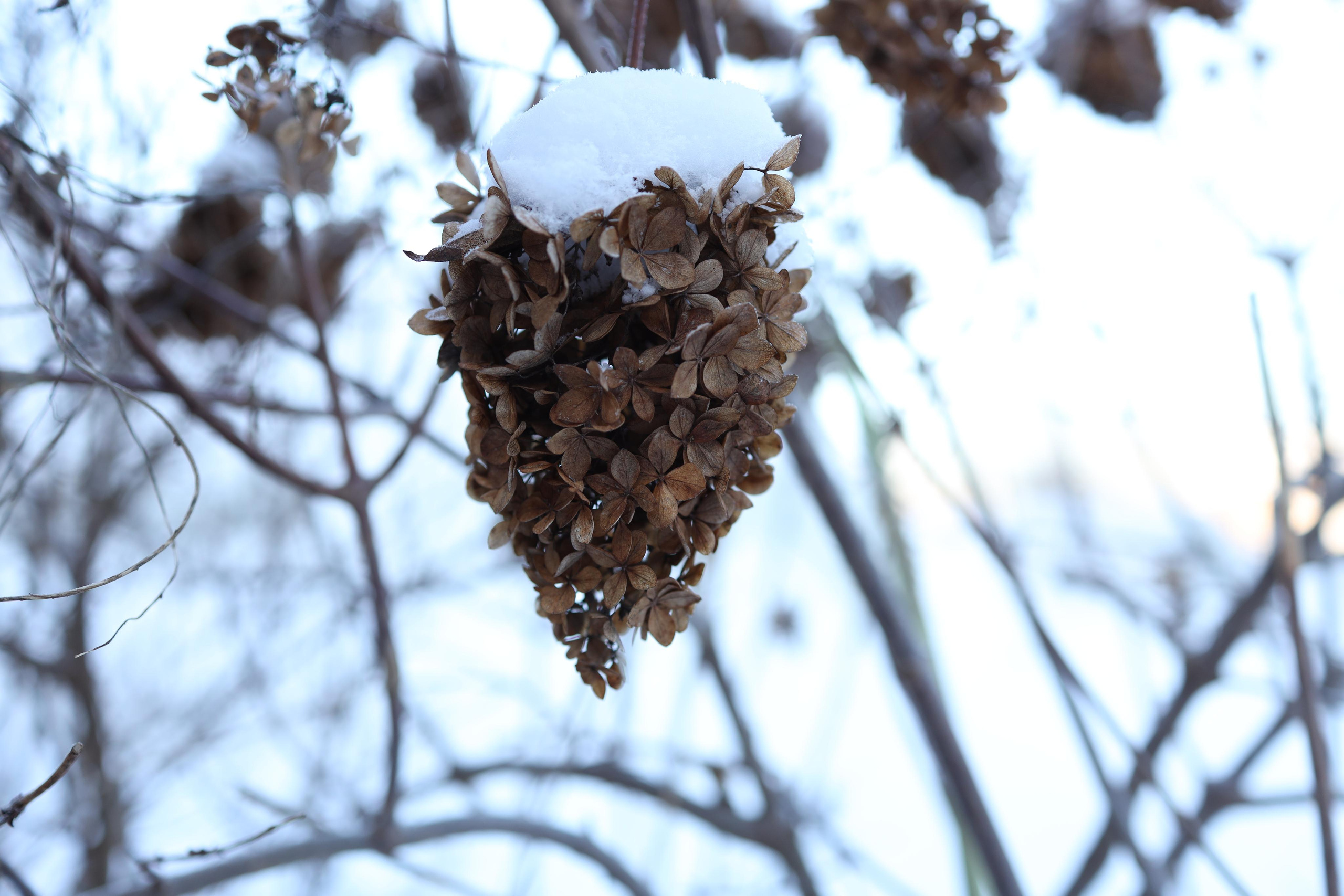 Зимние пейзажи. Профессиональные фотосессии в Москве| Евгения Черенкова