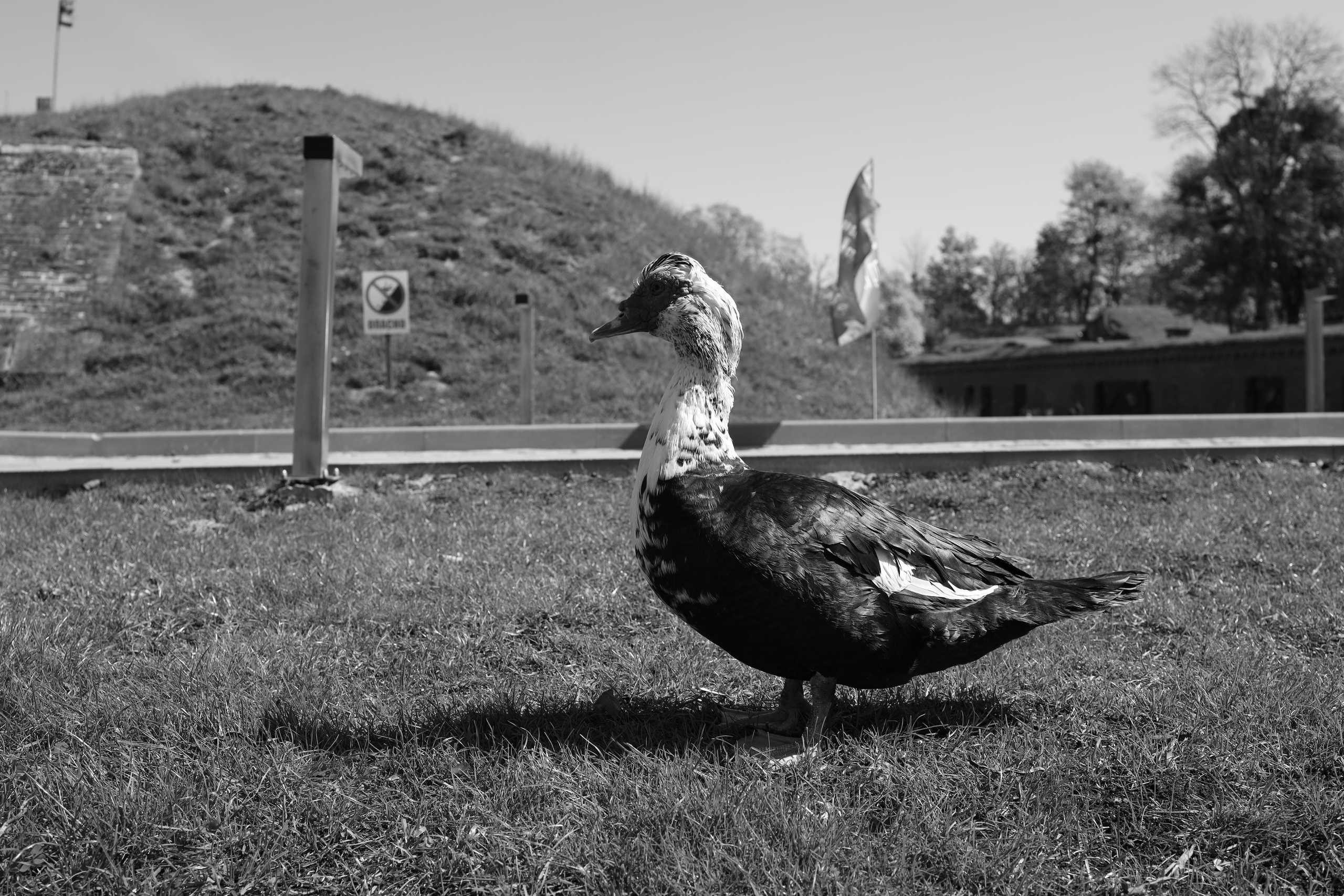 Black and white. Профессиональные фотосессии в Москве| Евгения Черенкова