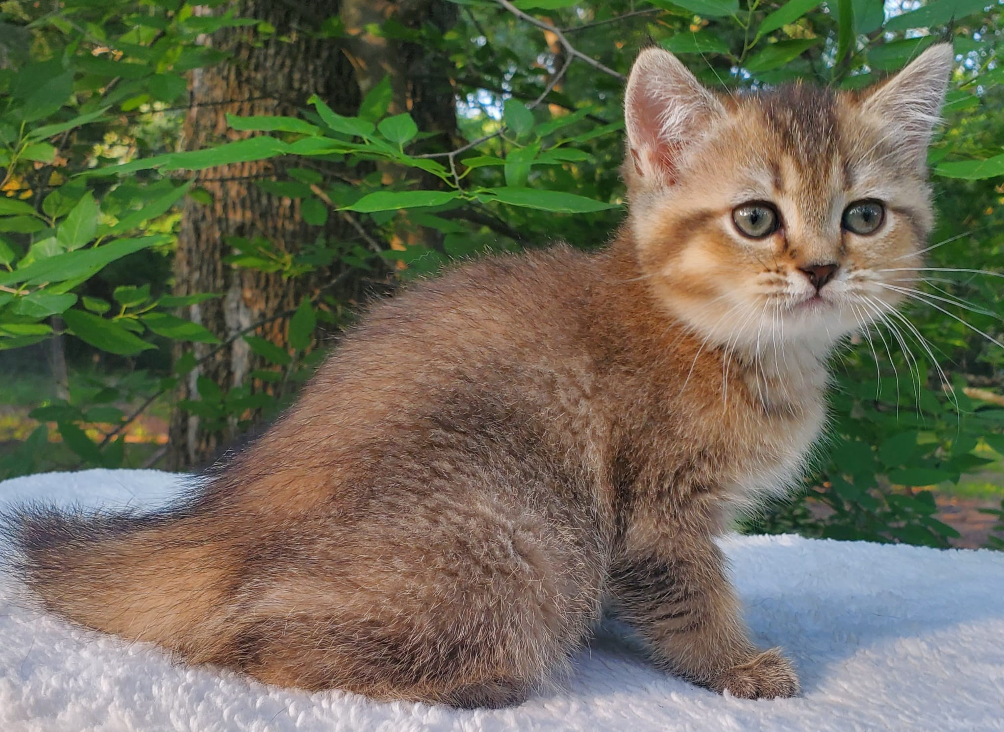 Mura, female, DB-04.07.25, sold. British shorhair Cats