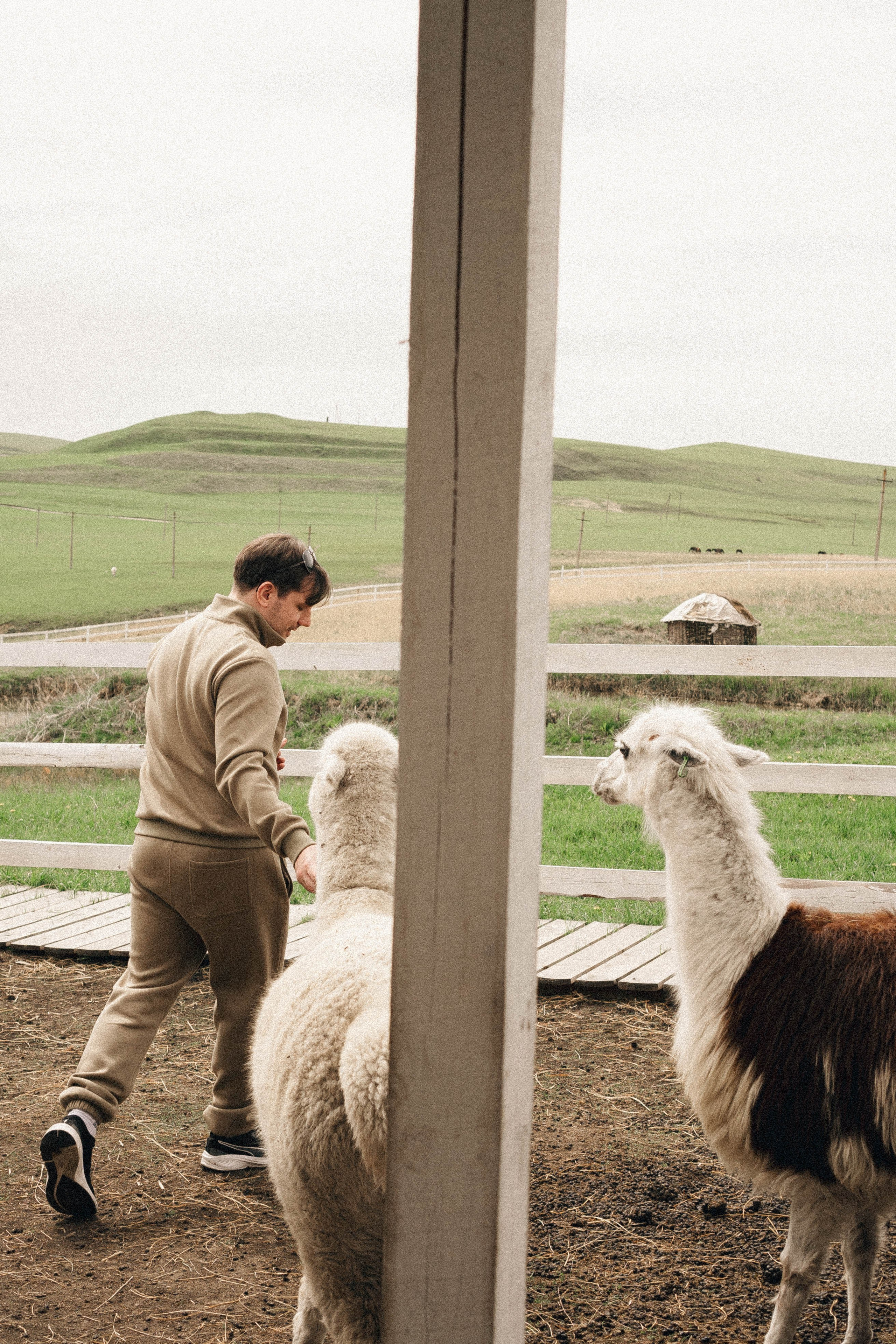 Ферма Альпак. Профессиональный фотограф, Санкт-Петербург — Виктория Богомолова