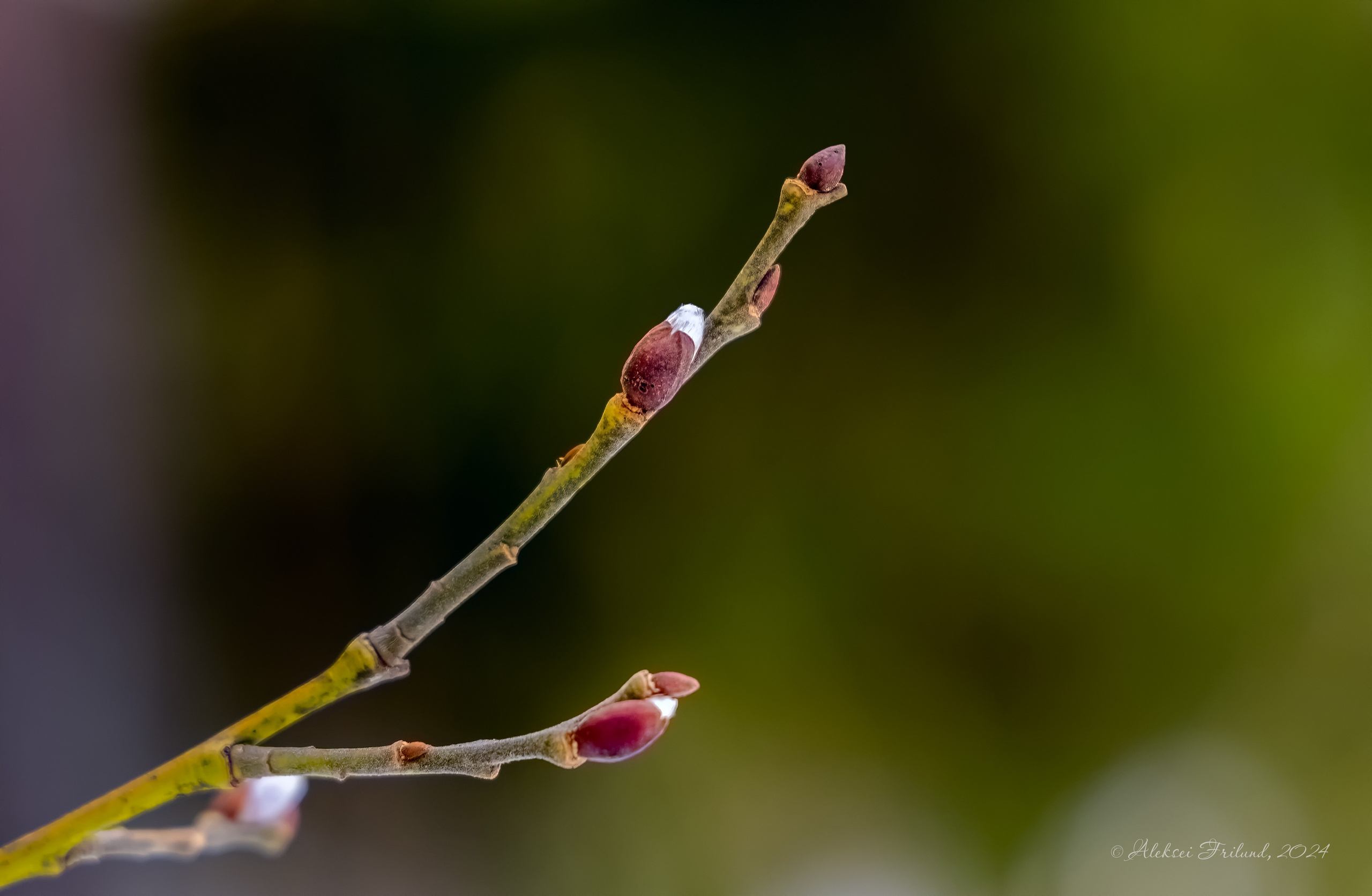 Природа Карелии. Аэросъемка. Фото и Видео в Карелии. Алексей Фрилунд