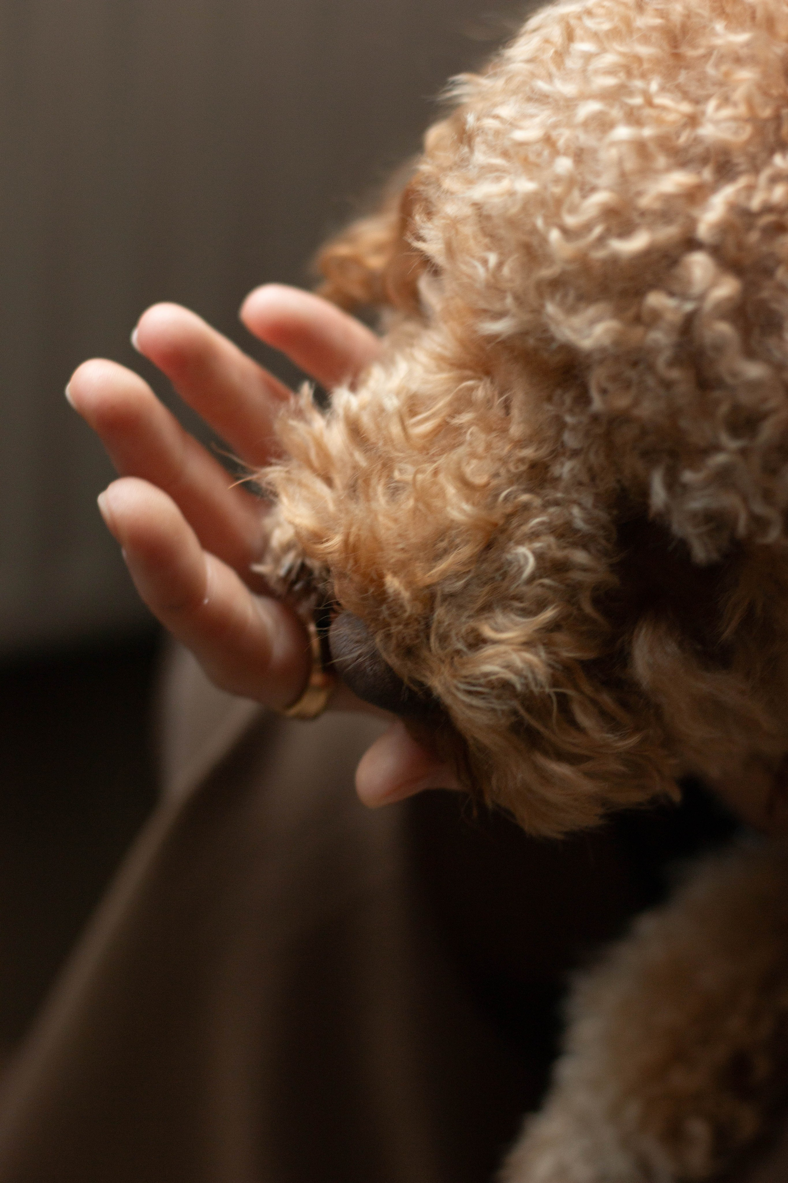 Olga & Eric. Бережно сохраняю ваши чувства и истории на своих фотографиях