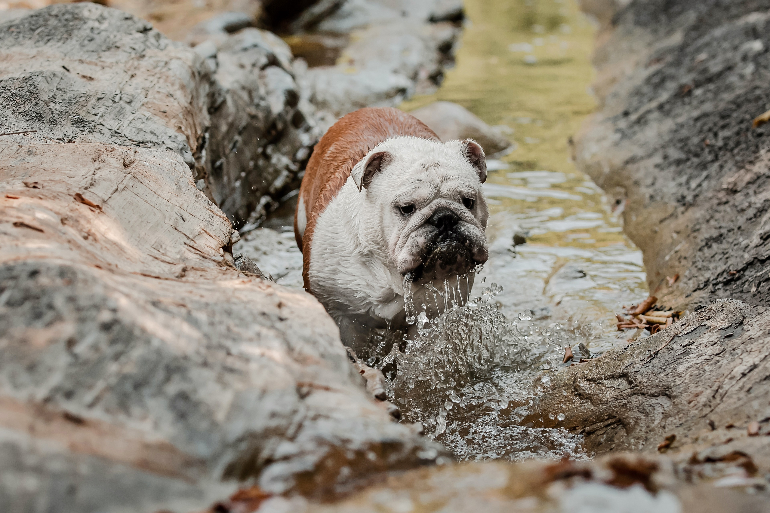Фотосессия английского бульдога на речке. Фотограф-анималист в Краснодаре Маша Мельникова
