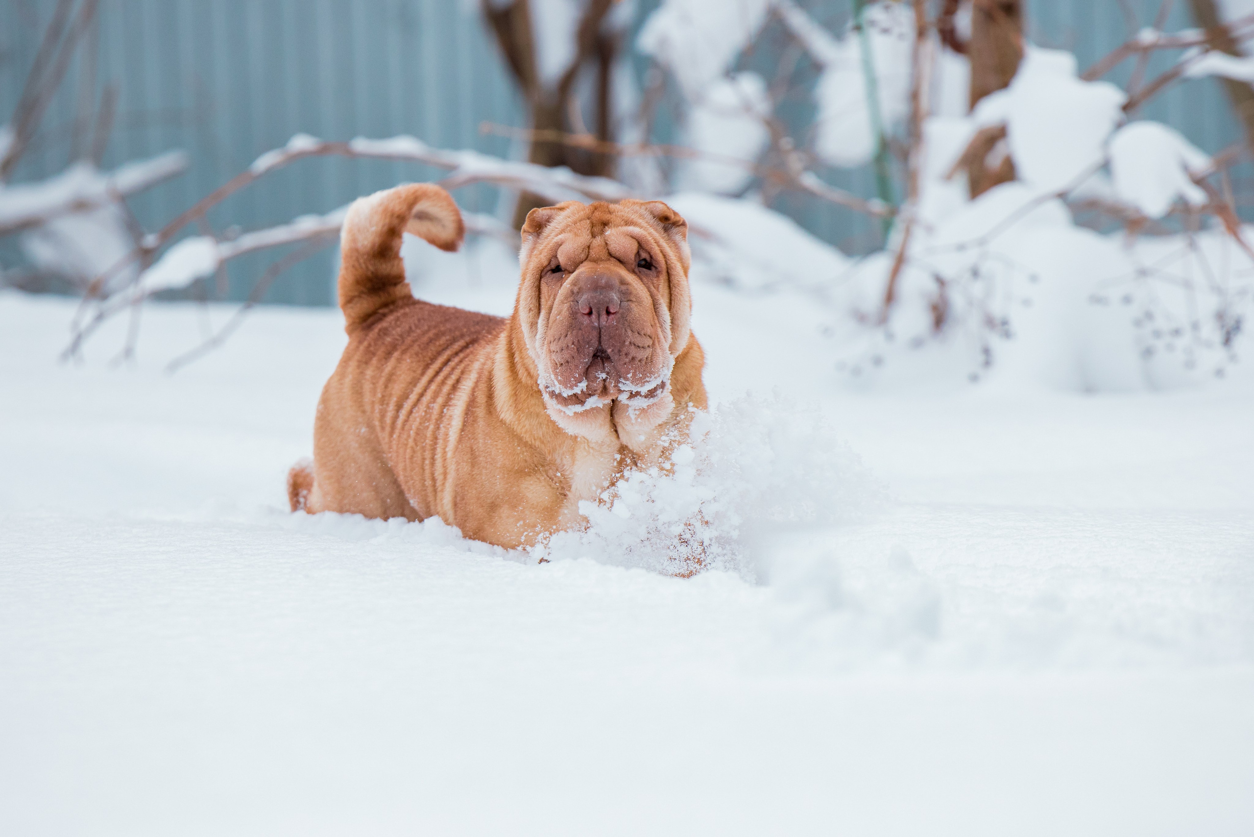 В гостях у шарпеев 16.01.2024. Фотограф-анималист Юлия Германика