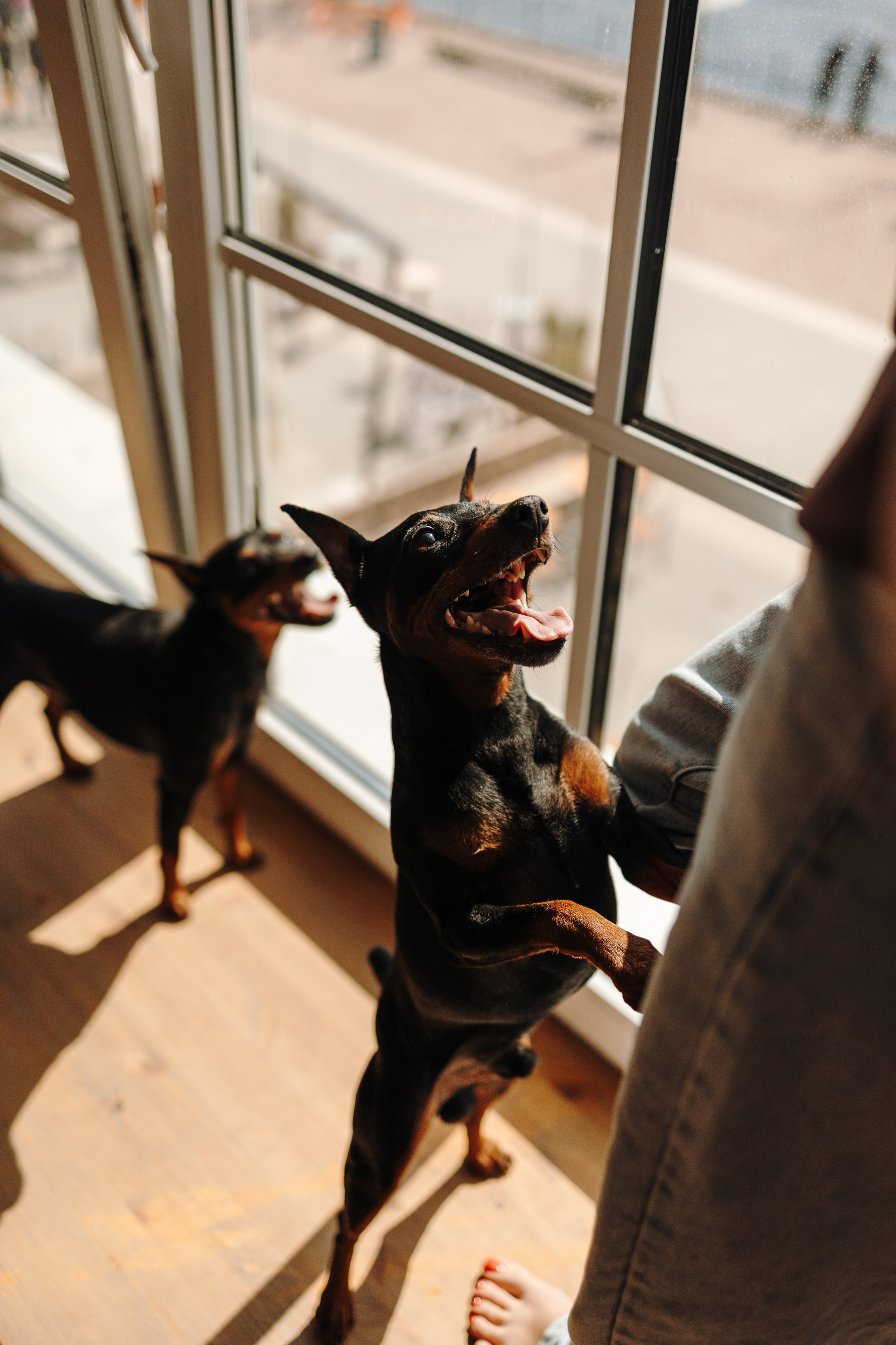 Катя и ее мальчики. Фотограф — Анималист | Санкт-Петербург