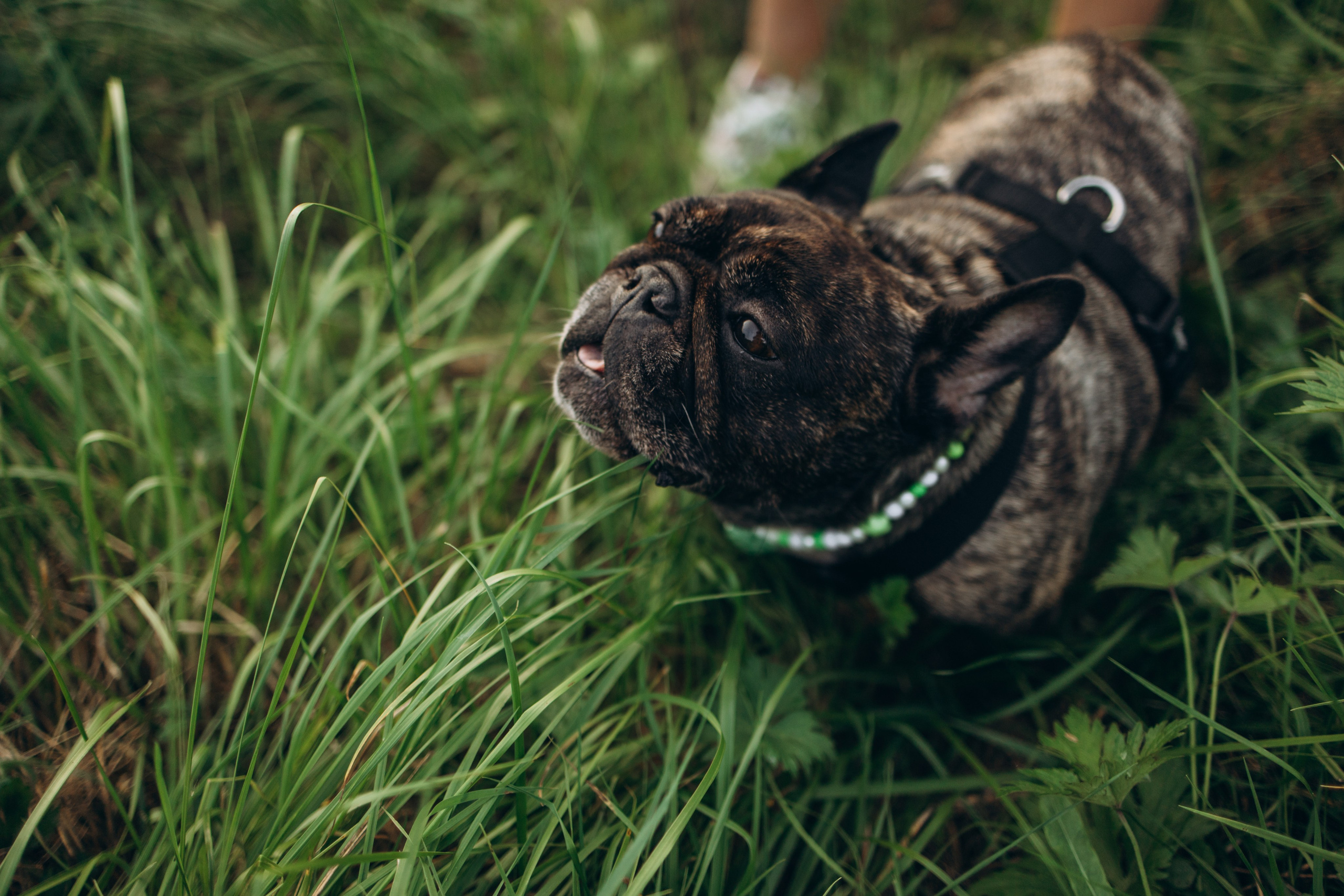 Олеся и Луи. Фотограф — Анималист | Санкт-Петербург