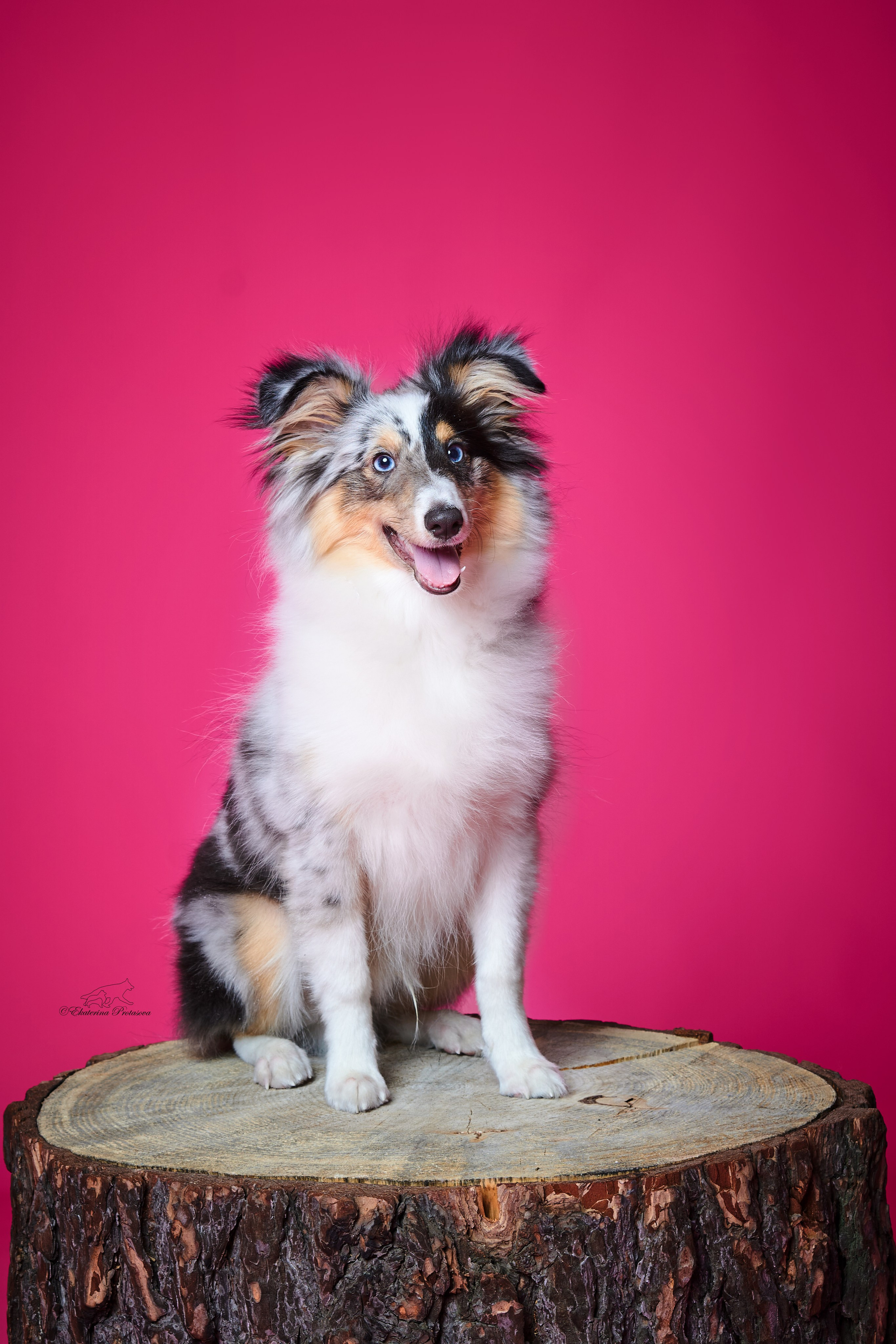 Джек и его семья. Фотограф-анималист в Иркутске