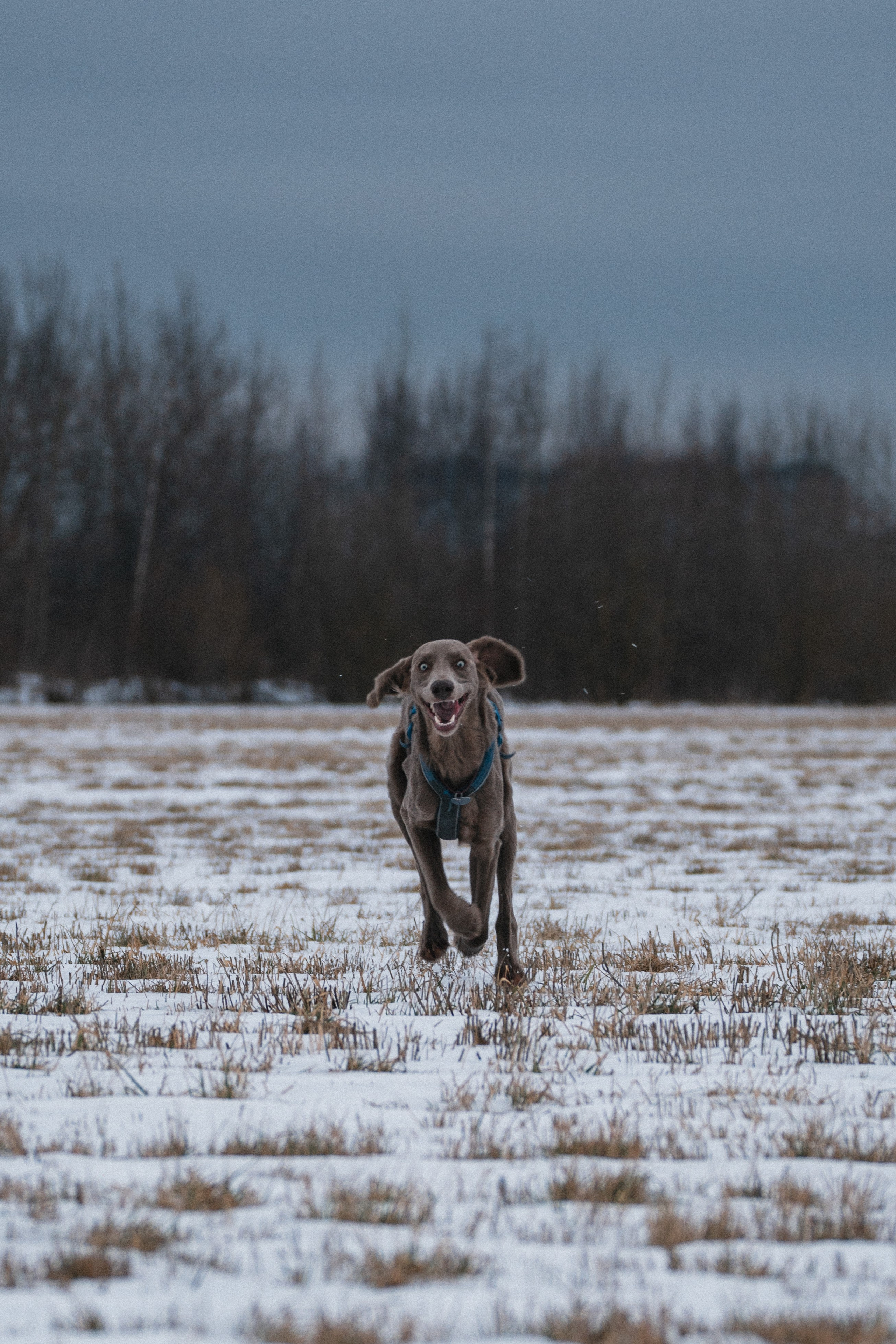 Ваши фотографии. Фотограф анималист Осипчикова Мария