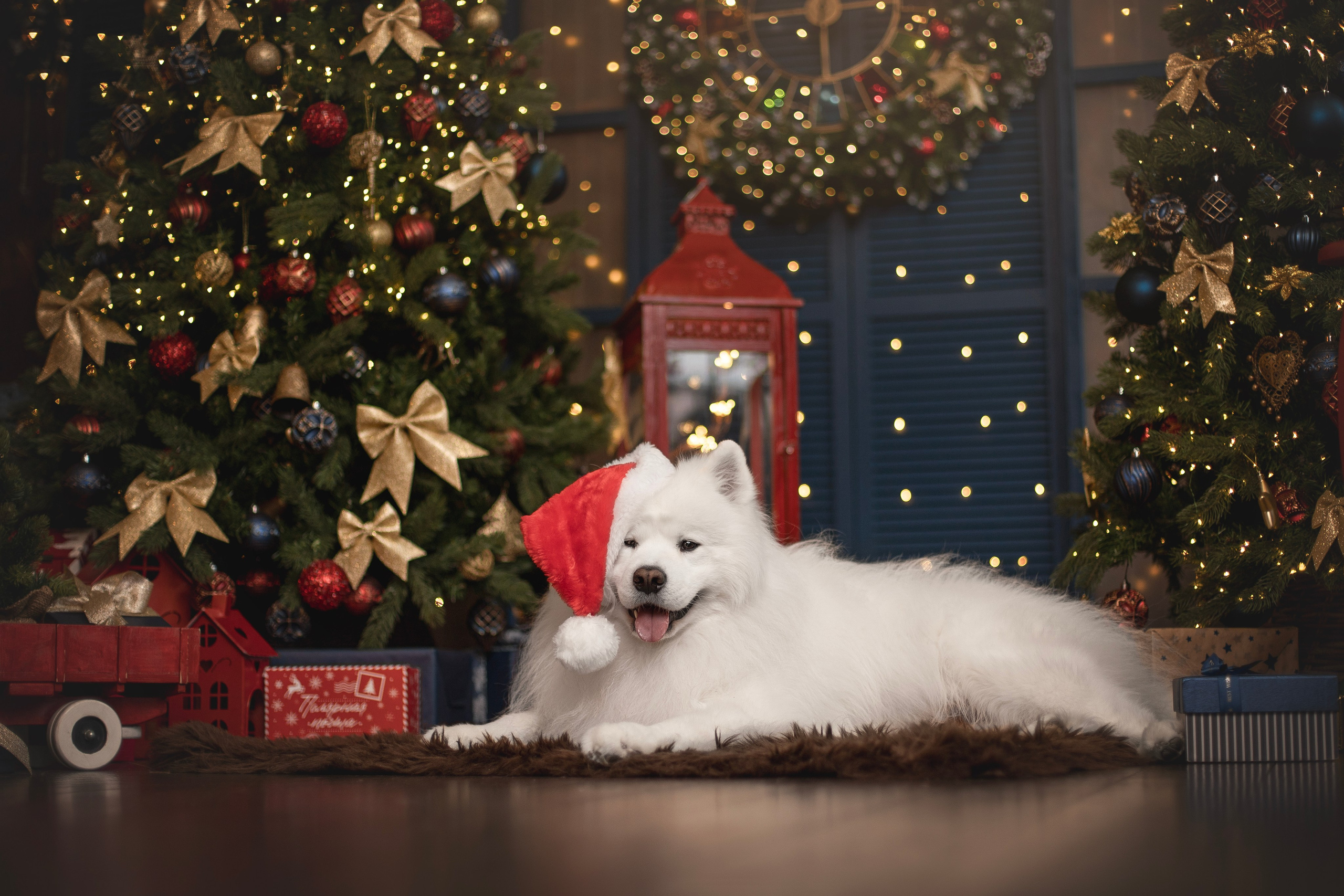 Пушистые самоедские драконы в студии. Фотограф анималист в Москве Майорова Евгения