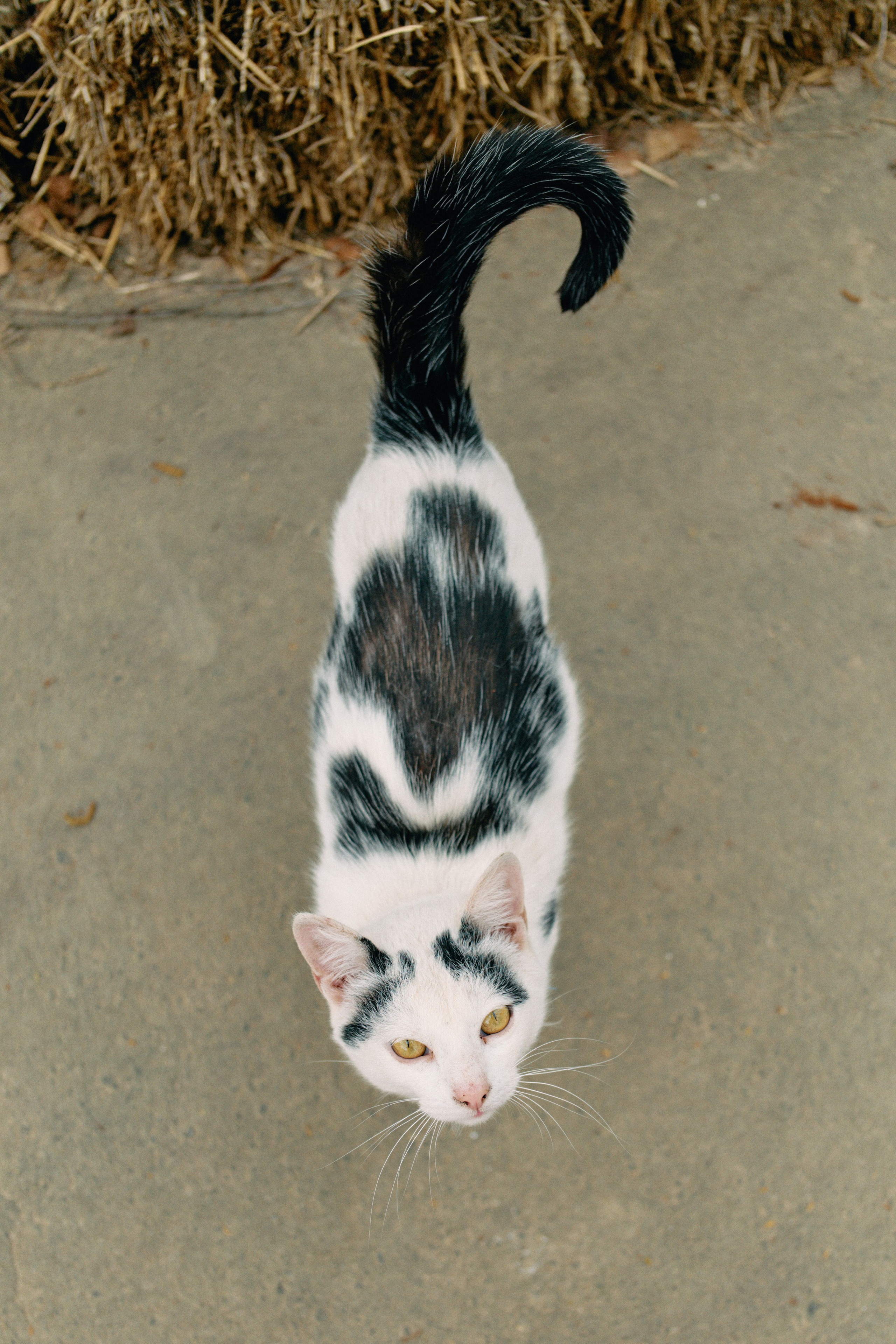 Бутик-отель Поле летом. Профессиональный Фотограф во Владимире, в Москве и в Суздале — Полина Романычева