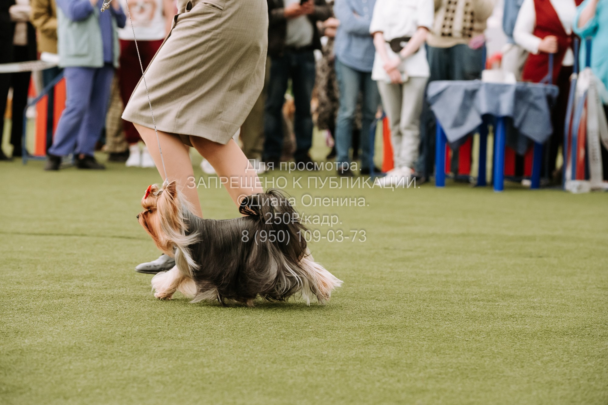 Выставка собак Красноярск 2.06. Фотограф Диана Оленина Красноярск / Братск