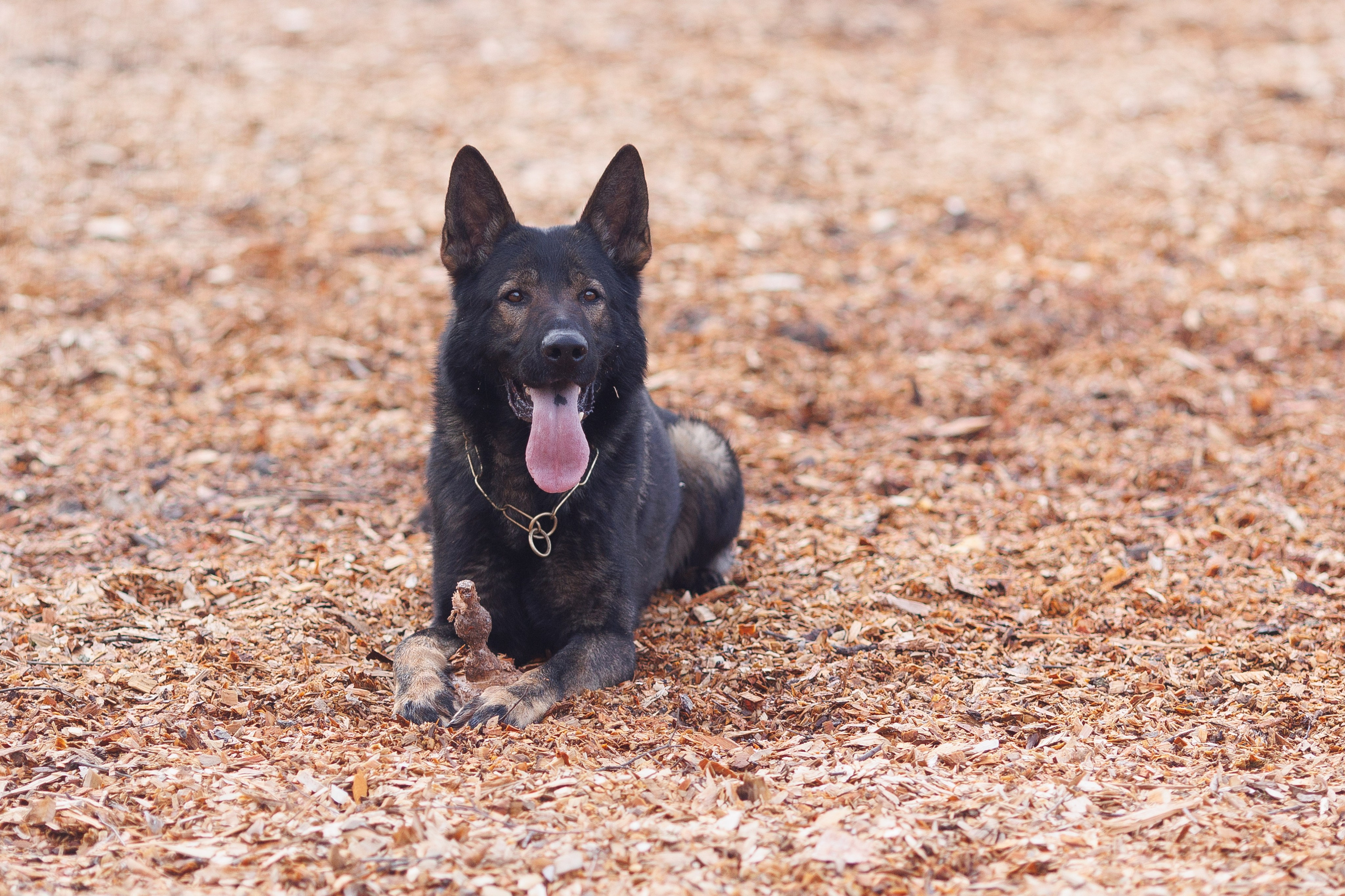 Фотосъемка собак для питомника немецких овчарок. Репортажный фотограф Борис Геер
