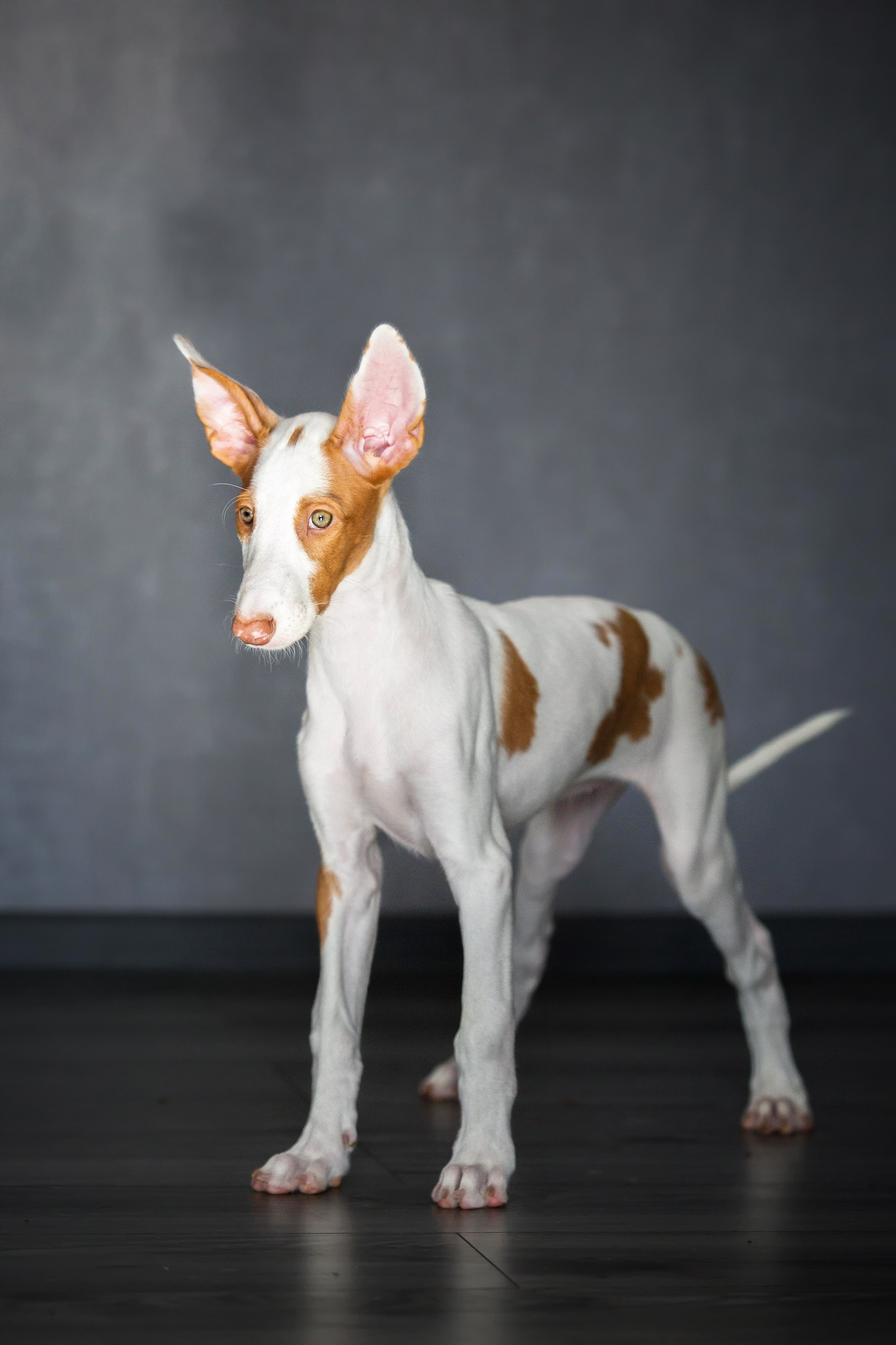 Поденко Ибиценко. Https://moshkovaphoto.ru/