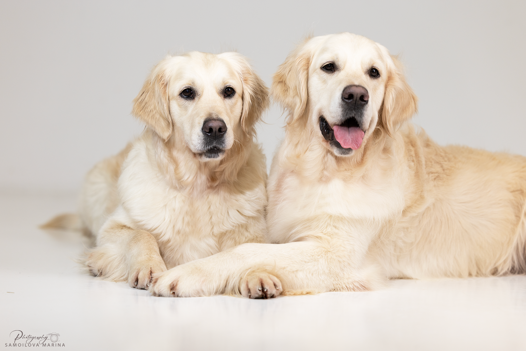 Студийная съёмка. Фотограф-анималист в Москве и МО Самойлова Марина
