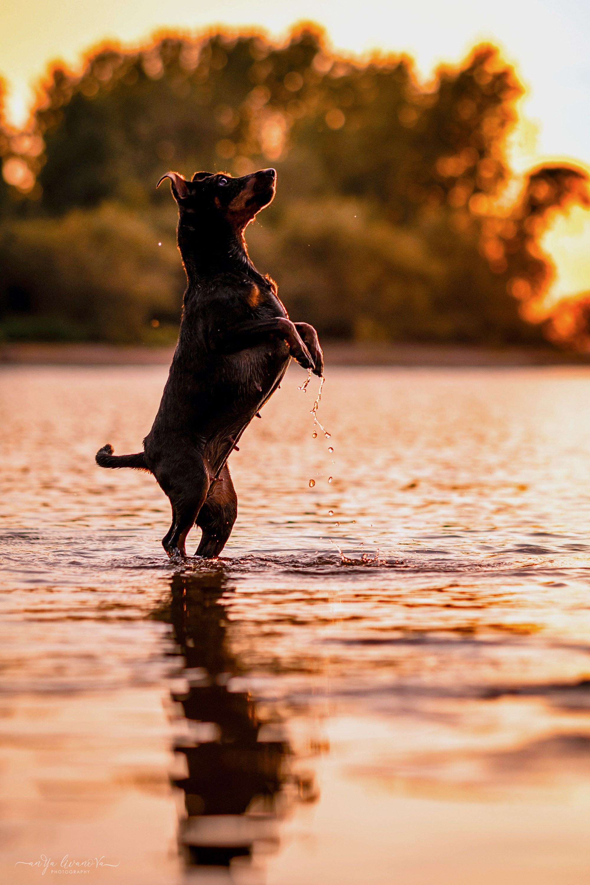 Ляля — Маня — Плюша закат. Фотограф анималист Аня Ливанова | Рыбинск