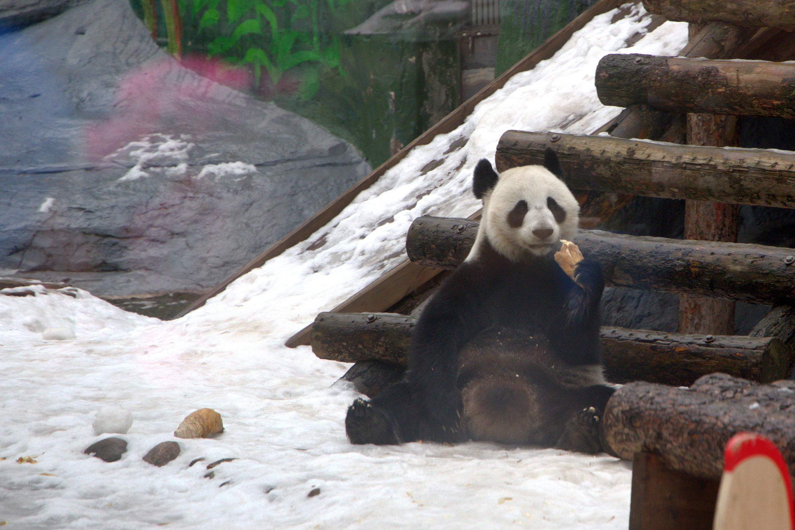 ЗООПАРК. ФОТОГРАФ В МОСКВЕ СТАНИСЛАВ КОБЗЕВ
