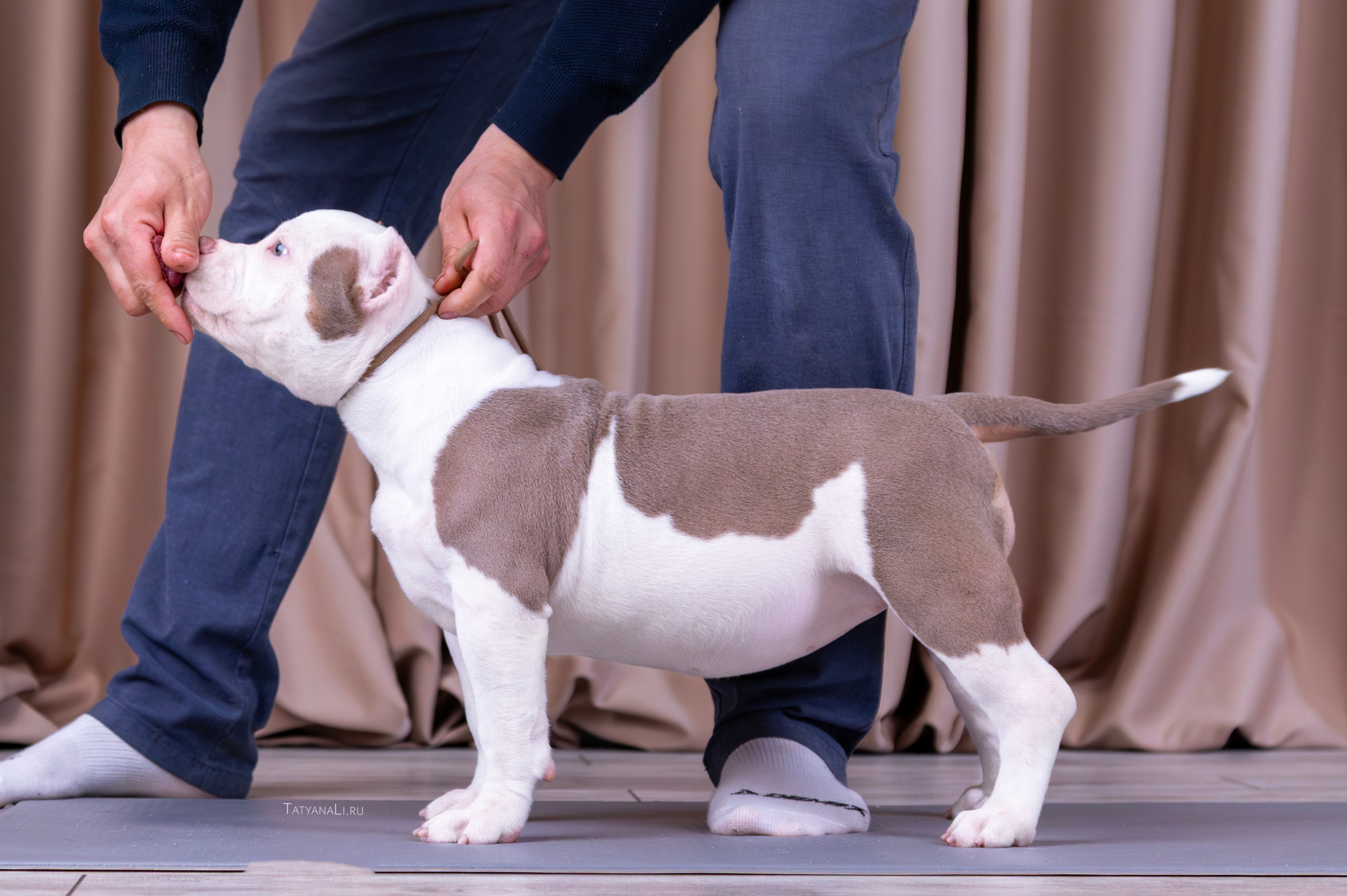 Американский булли. Фотограф — анималист Татьяна Ли