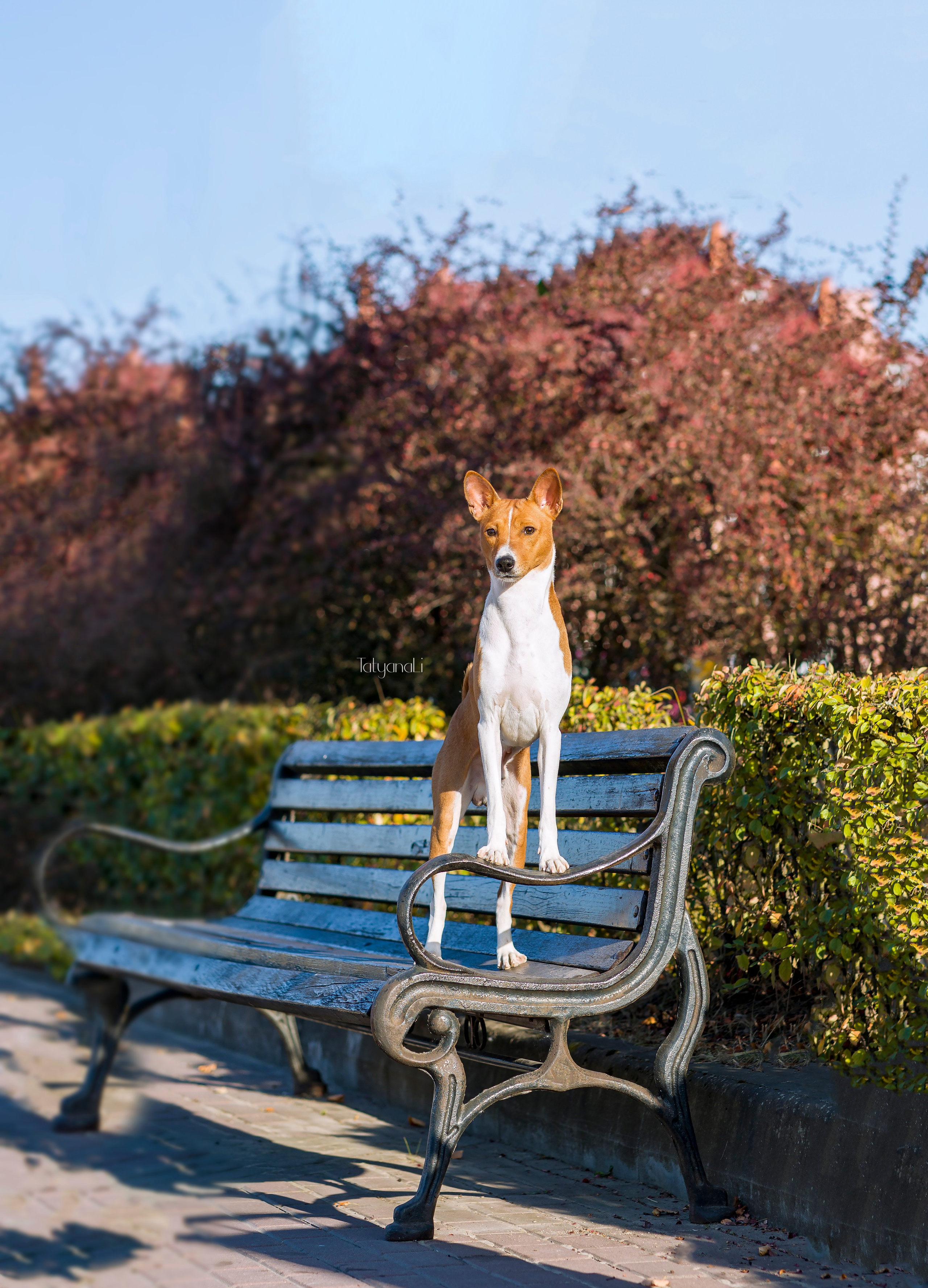 Басенджи. Фотограф — анималист Татьяна Ли