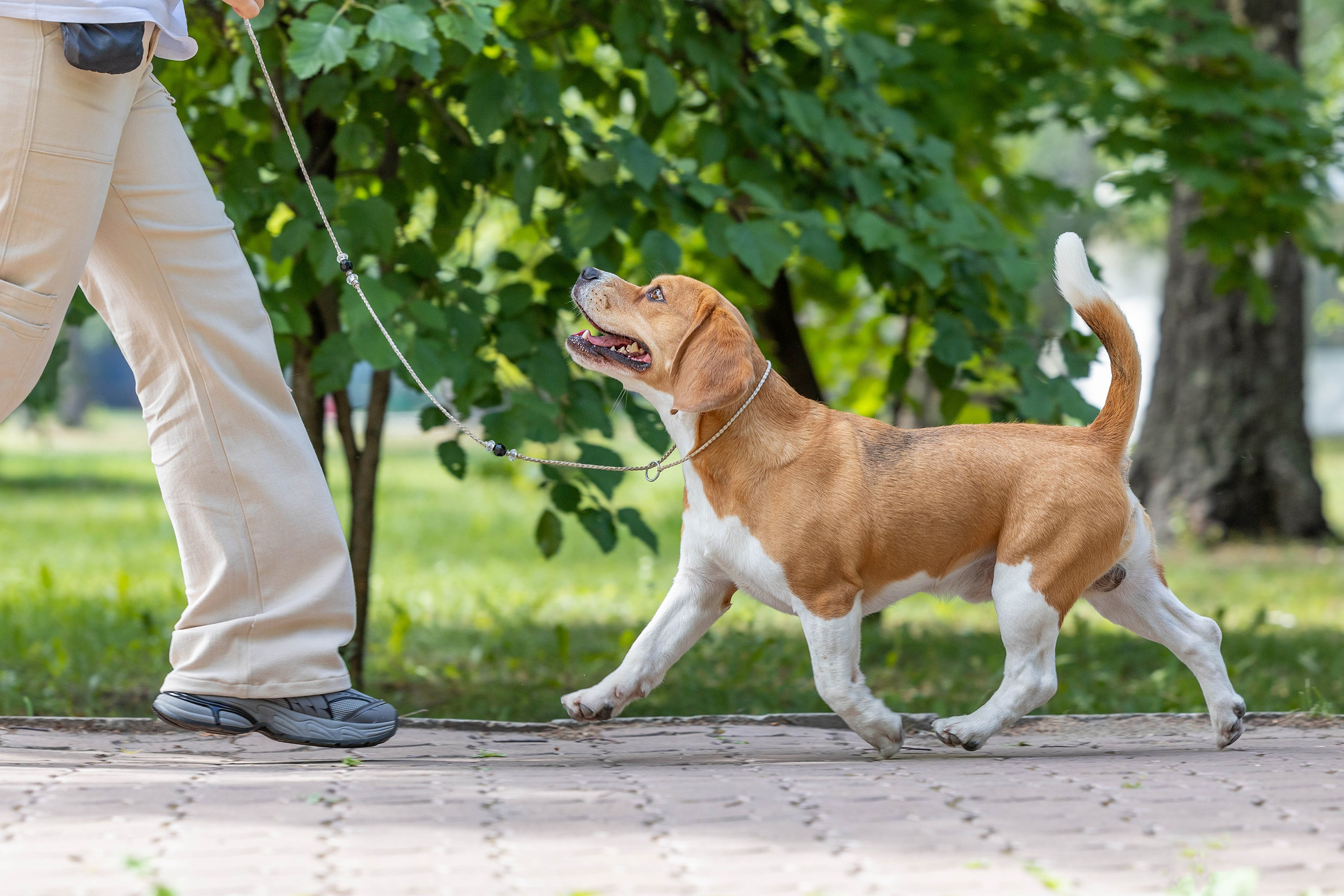 Заринговая съёмка на выставках собак. Фотограф-анималист в Омске Екатерина Маричева