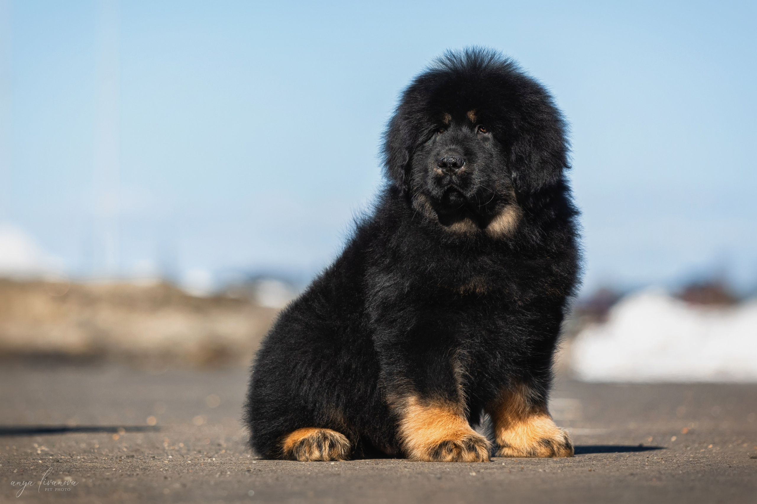 Тибеты. Фотограф анималист Аня Ливанова | Рыбинск