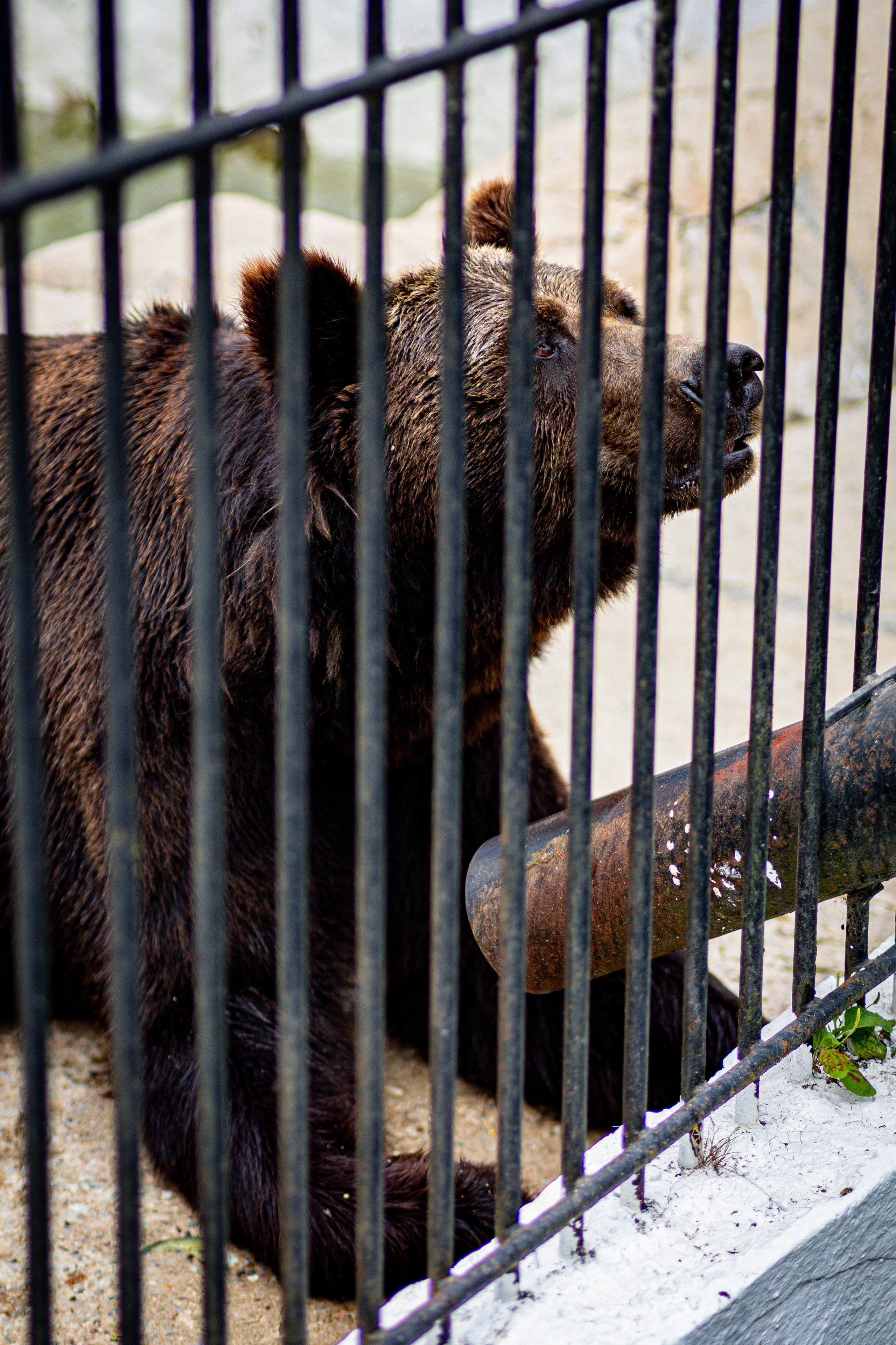 Животный мир. Фотограф в Южно-Сахалинске Гусаков Евгений