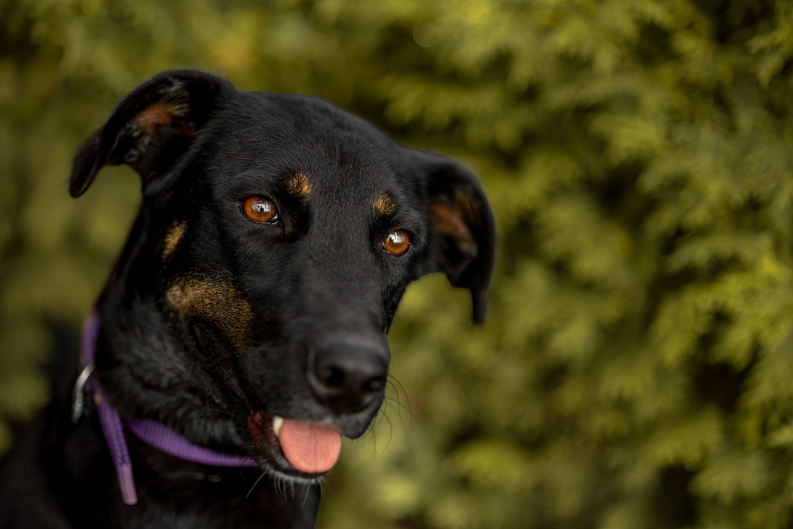 Кураторские питомцы Сириус. Ирина Голомб|Фотограф-анималист в  Сочи и Калининграде