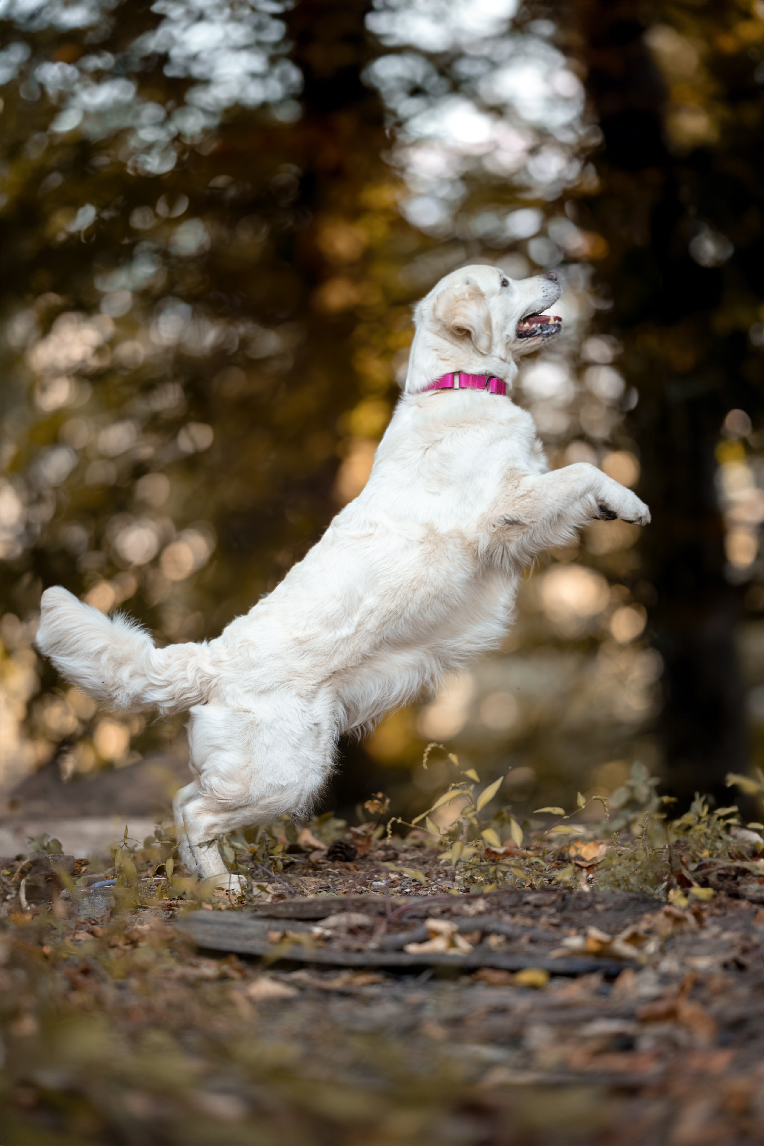Асти, Делфи и Фреска, Голден Ретриверы. Ирина Голомб|Фотограф-анималист в  Сочи и Калининграде