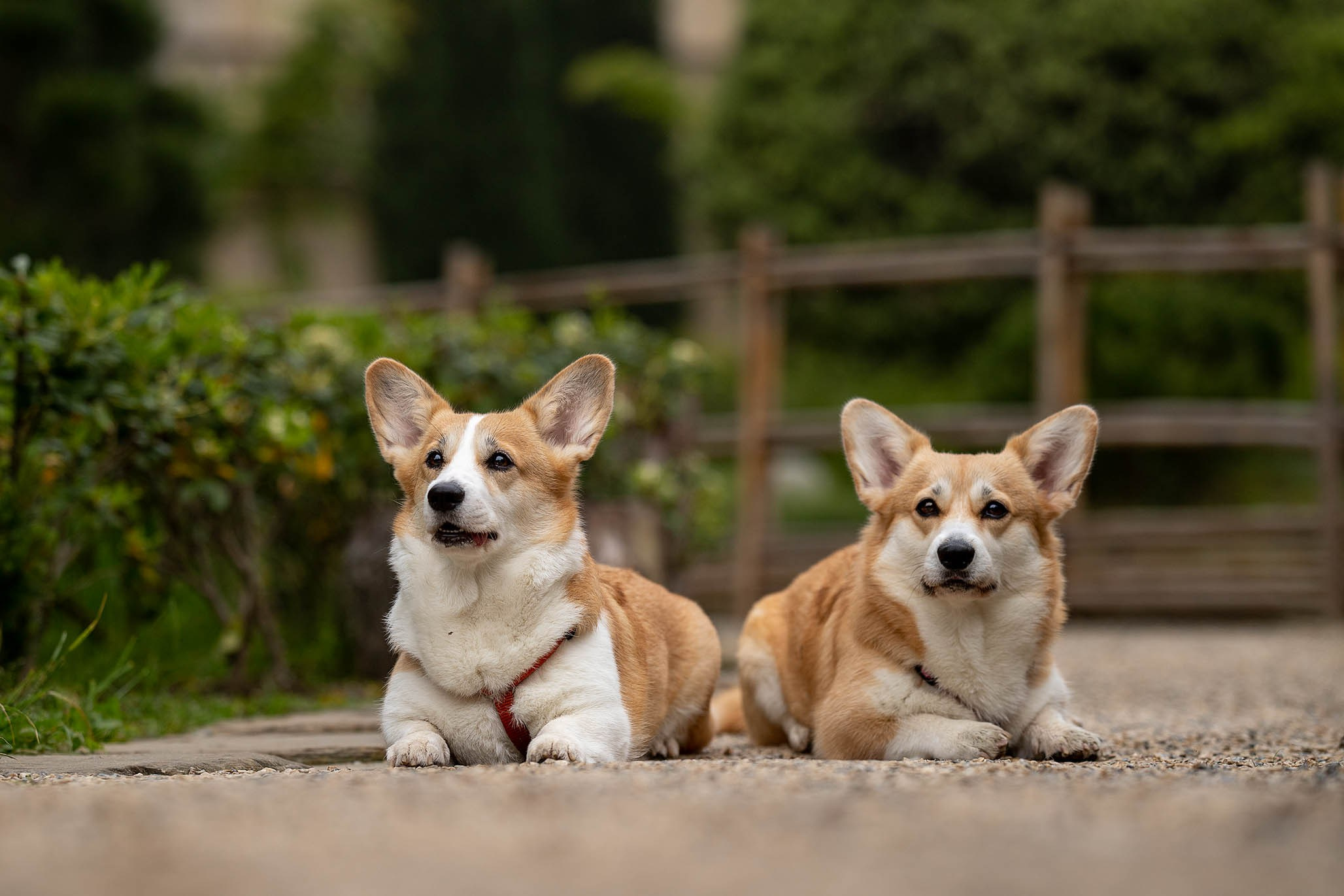 Лиса и Деви, корги. Ирина Голомб|Фотограф-анималист в  Сочи и Калининграде