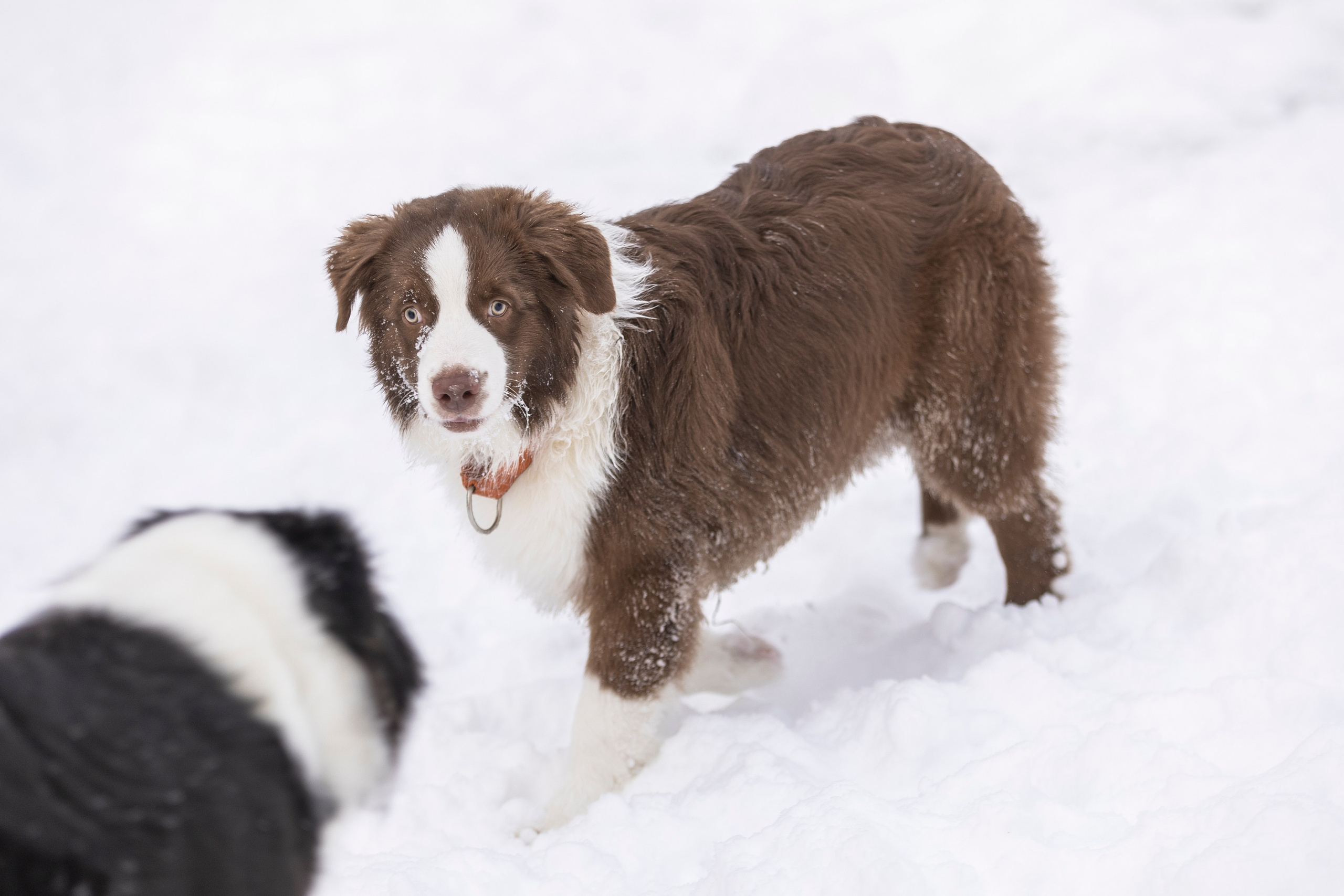 Догтуса Тропа Ефремова. Ирина Голомб|Фотограф-анималист в  Сочи и Калининграде