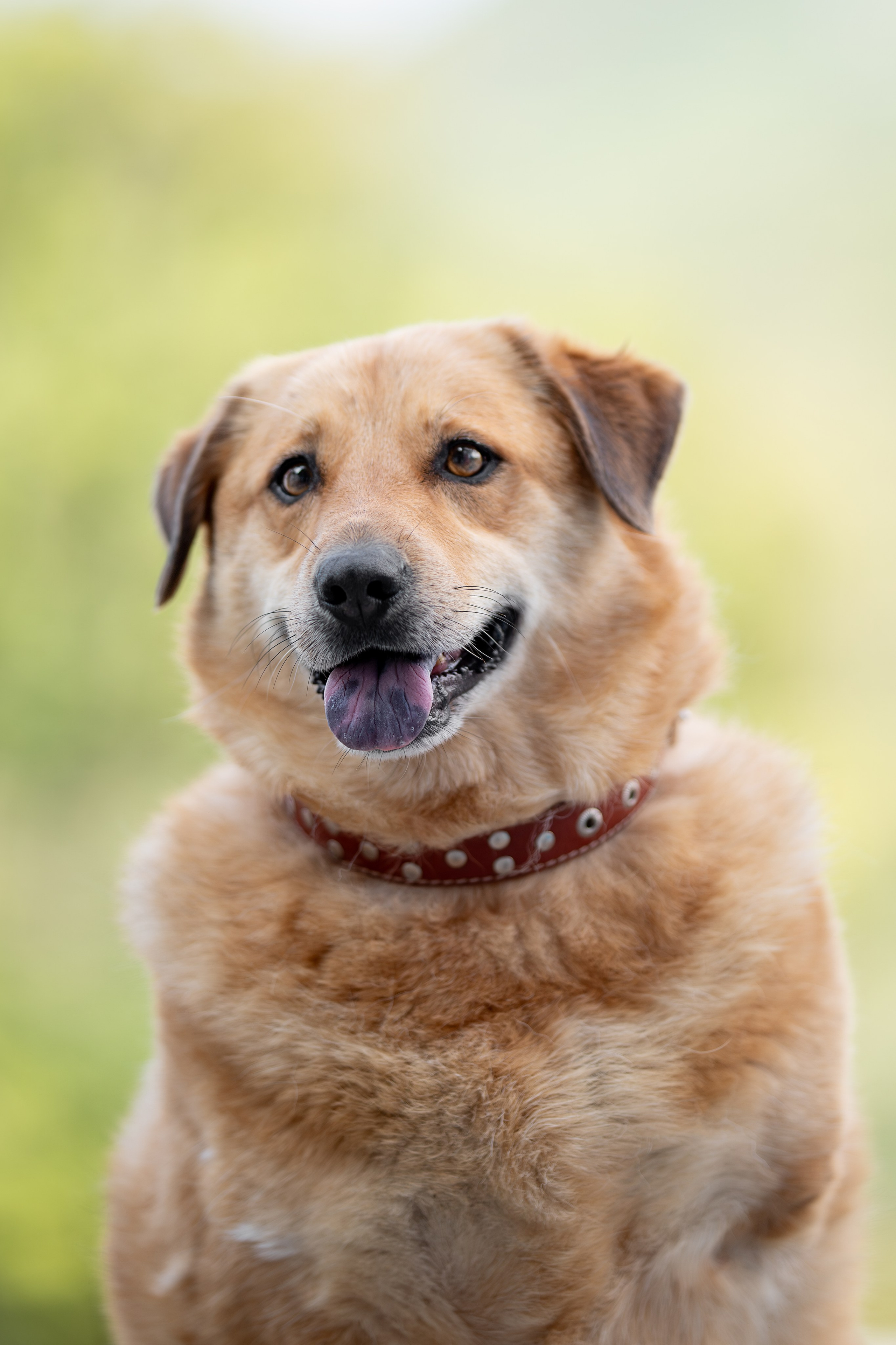 Мини-приют «Возрождение». Ирина Голомб|Фотограф-анималист в  Сочи и Калининграде