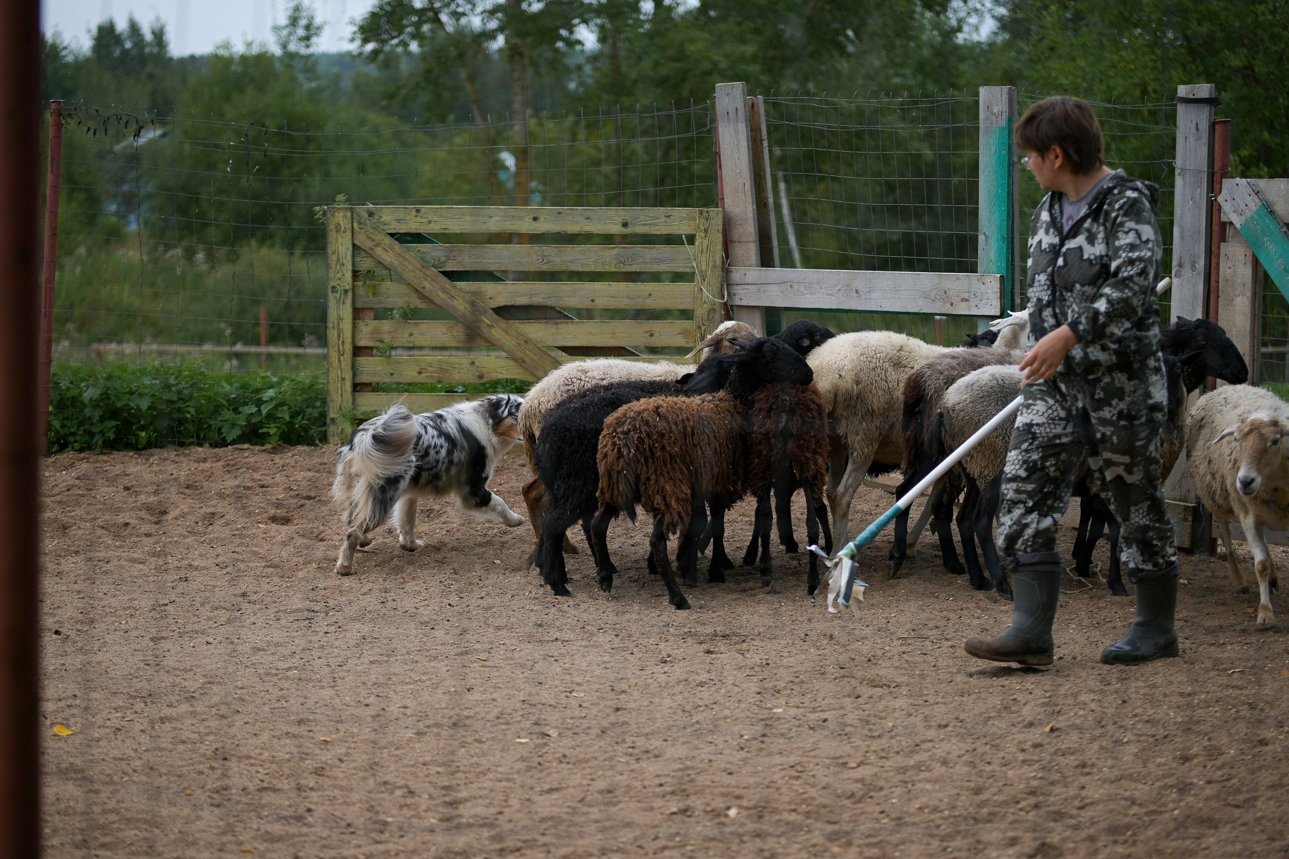 Пастьба собак. Творческий фотограф Вологда