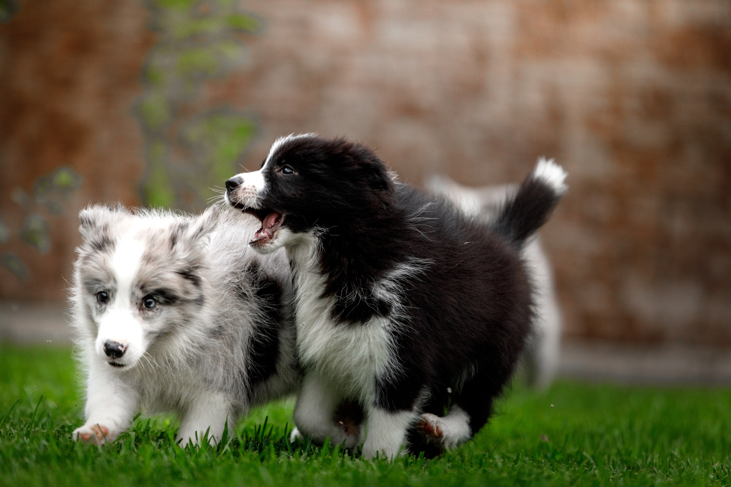 Болтовня в саду. О нас