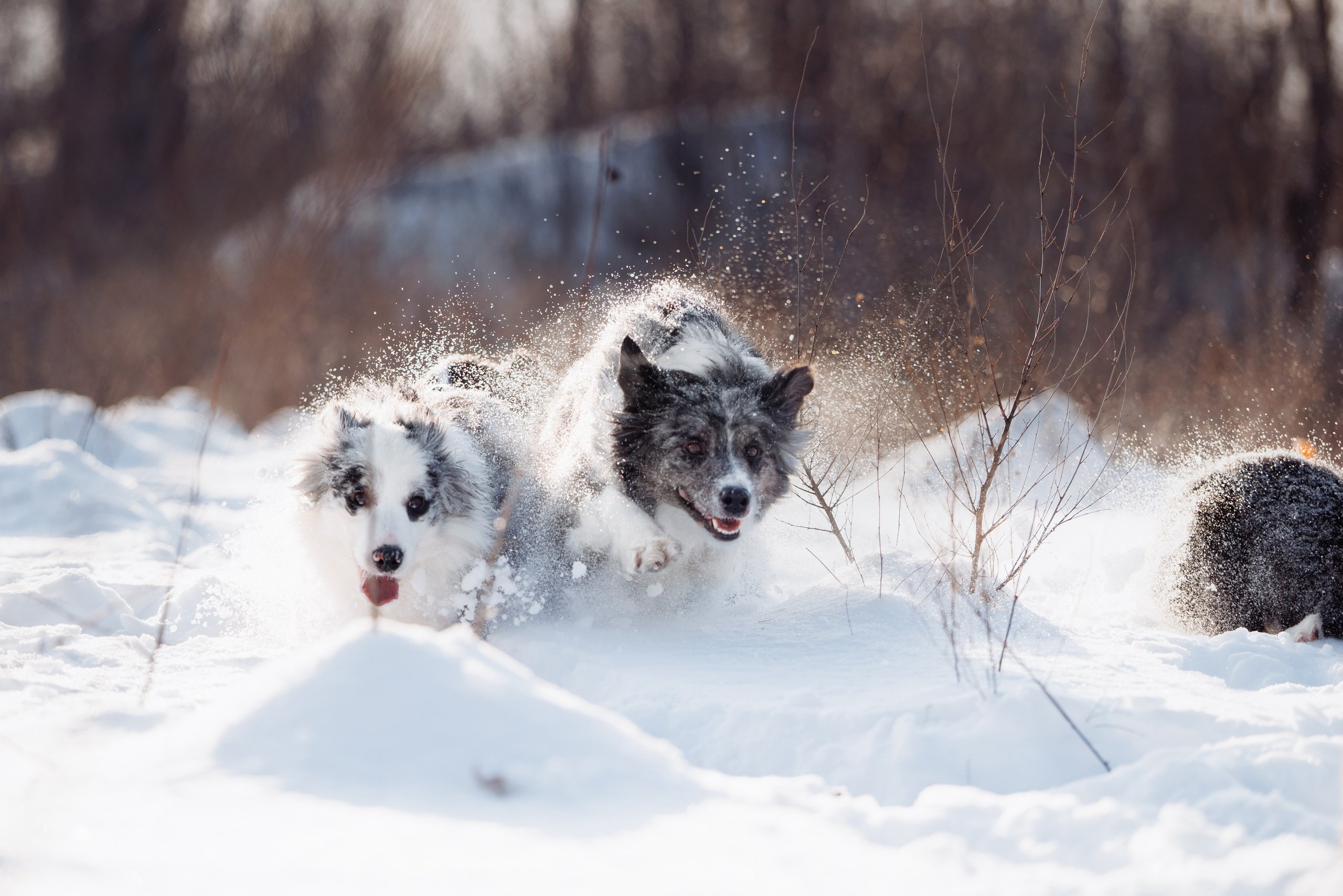 Яркий январь. О нас