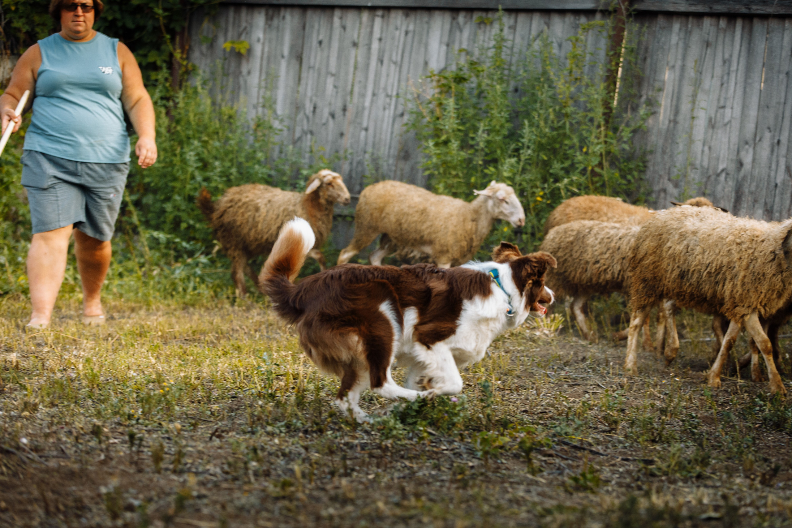 Овечий день. О нас