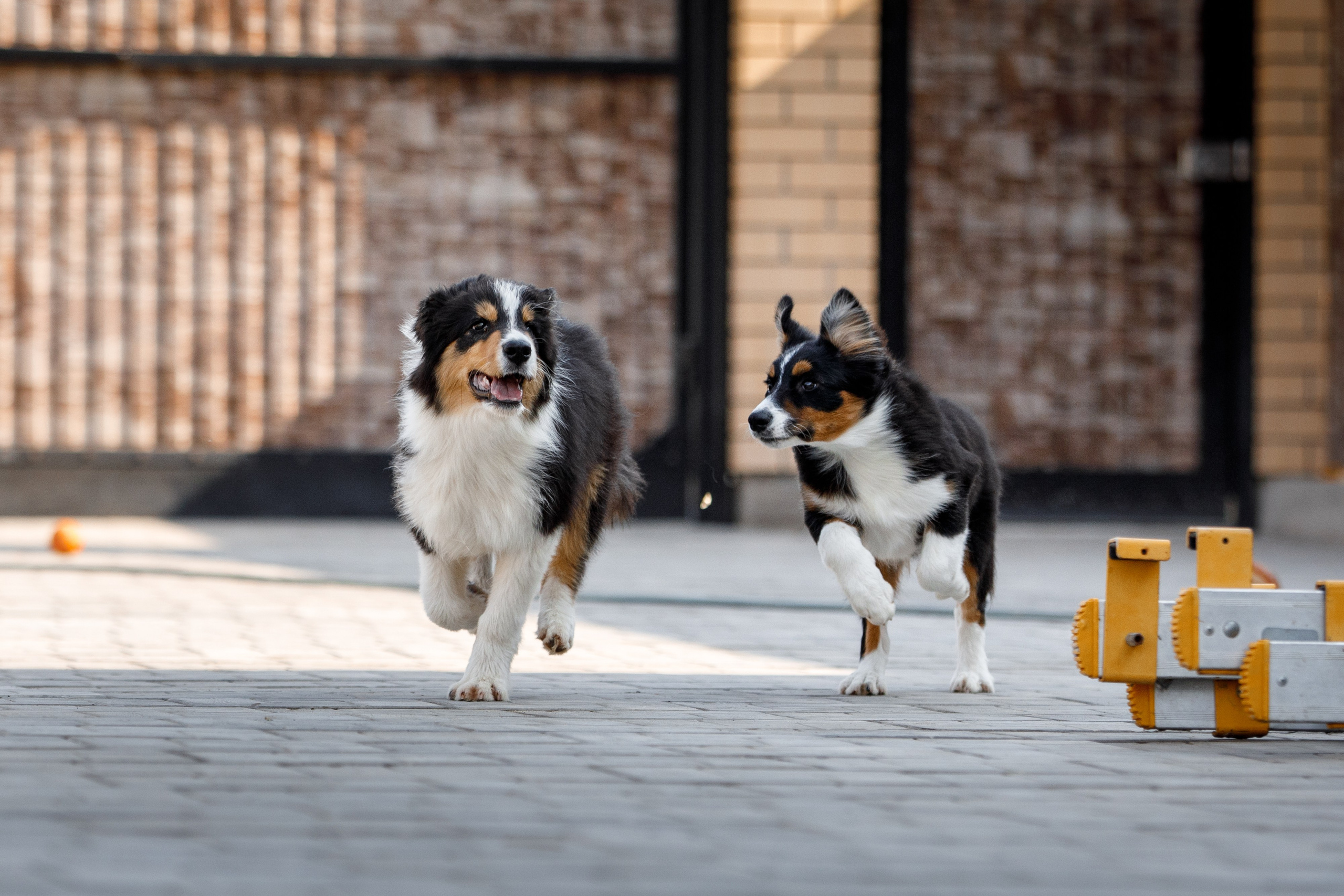 Смешарики. О нас